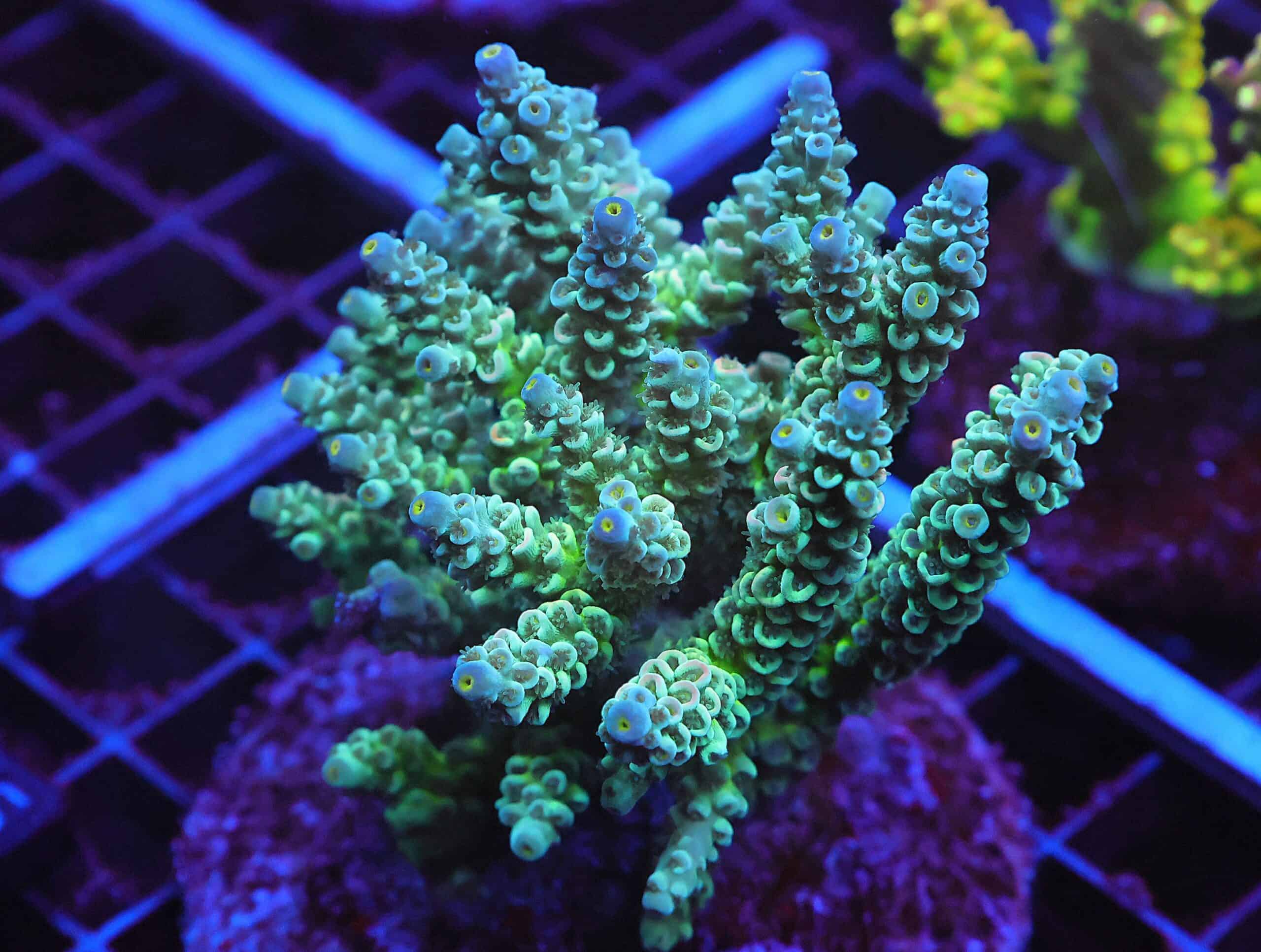 E15 - INDO ACRO PREMIUM TENUIS CULTURED XL