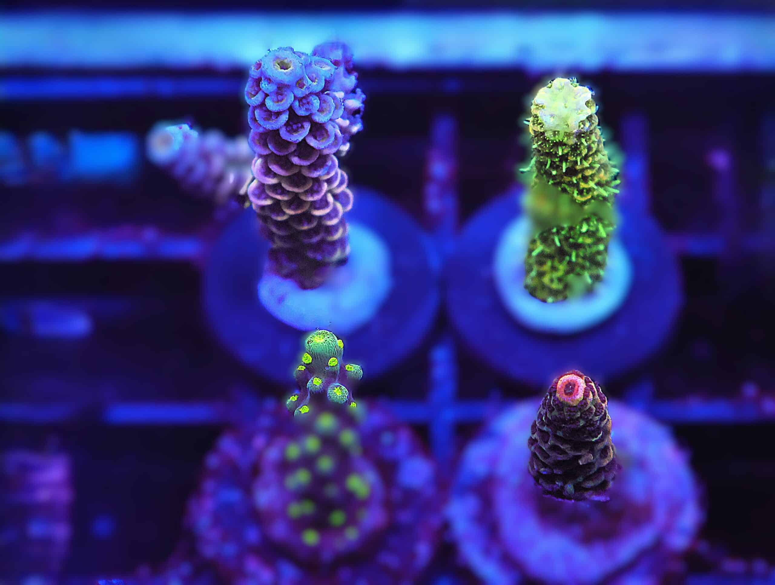 E150 - 4PK ACRO PREMIUM CULTURED