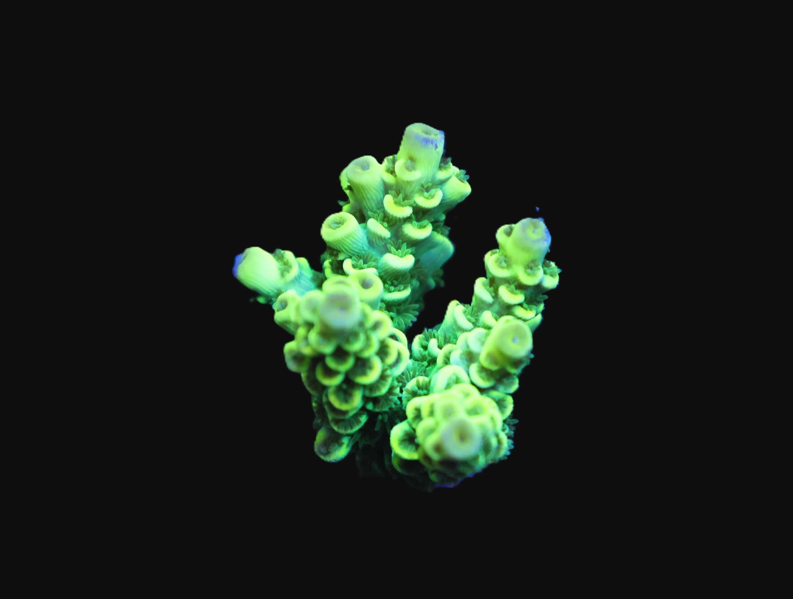 E153 - SDC ACRO PREMIUM CULTURED