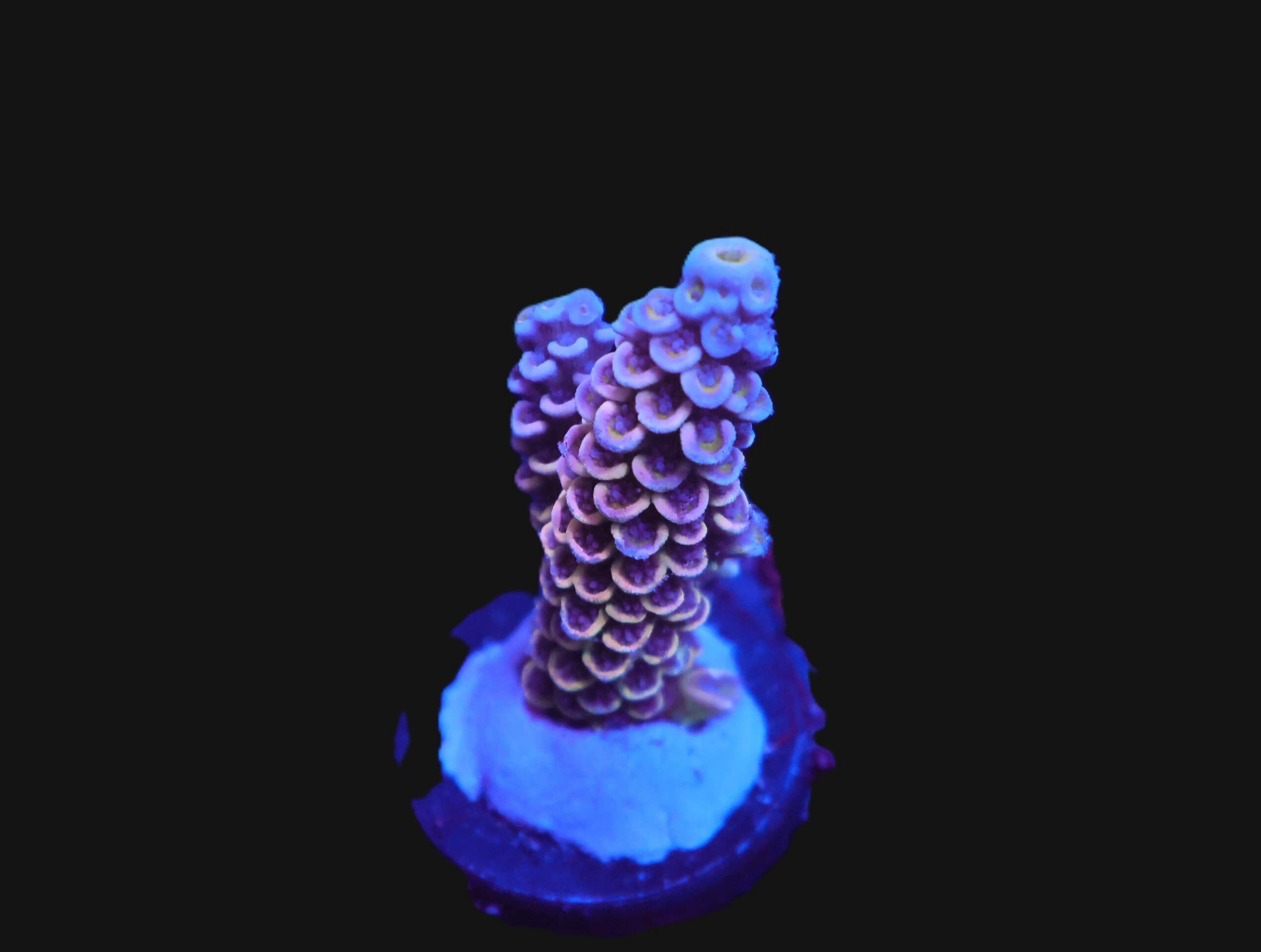 E157 - SDC ACRO RAINBOW TENUIS CULTURED