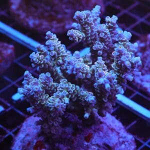 E19 - INDO ACRO PREMIUM TENUIS CULTURED LG