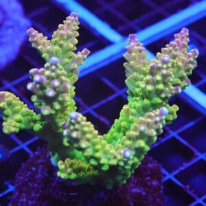 E20 - INDO ACRO PREMIUM CULTURED LG