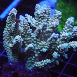 E22 - INDO ACRO PREMIUM TENUIS CULTURED LG