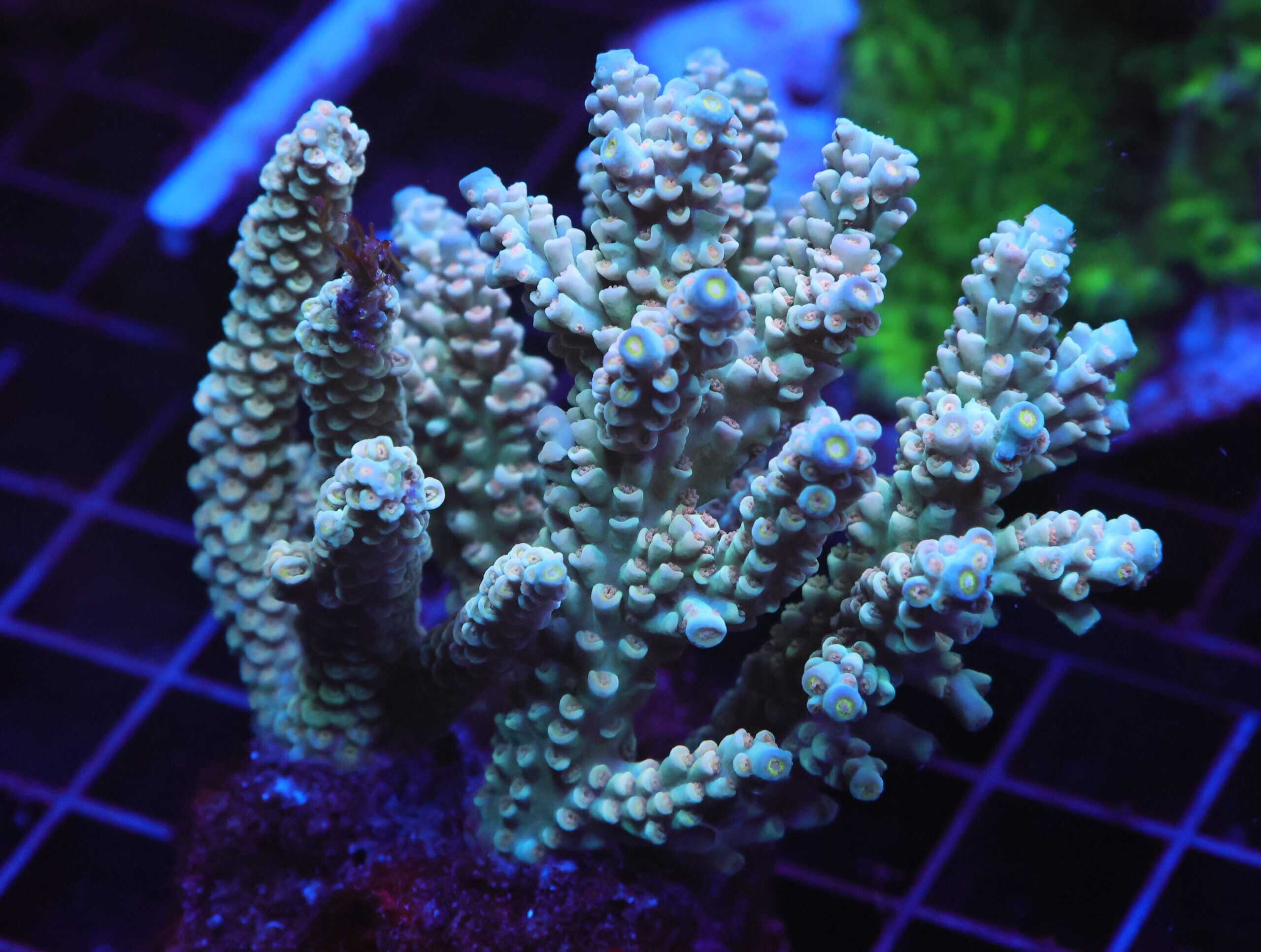 E22 - INDO ACRO PREMIUM TENUIS CULTURED LG