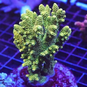 E24 - INDO ACRO SUNRISE MILLE CULTURED XL