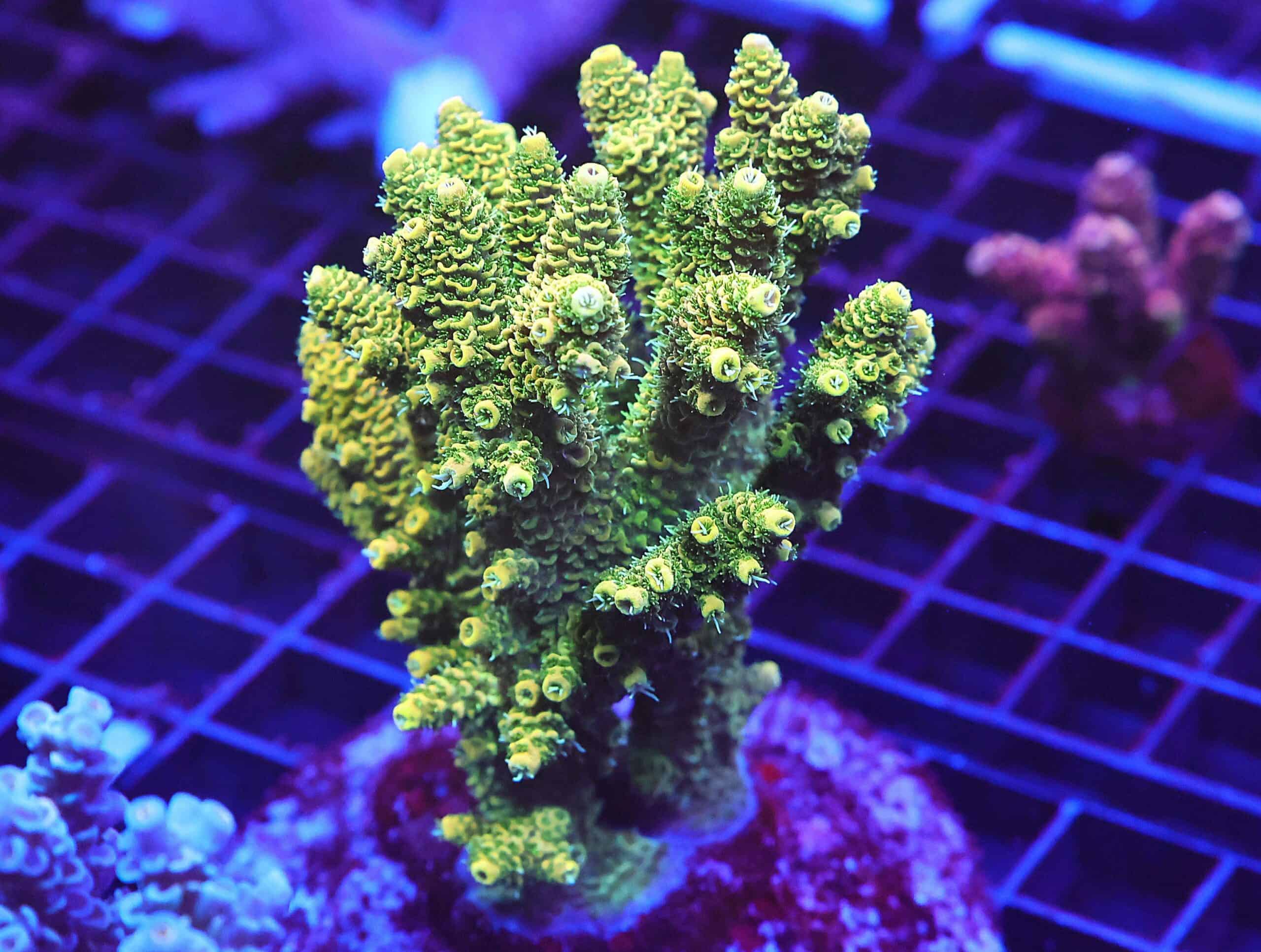 E24 - INDO ACRO SUNRISE MILLE CULTURED XL