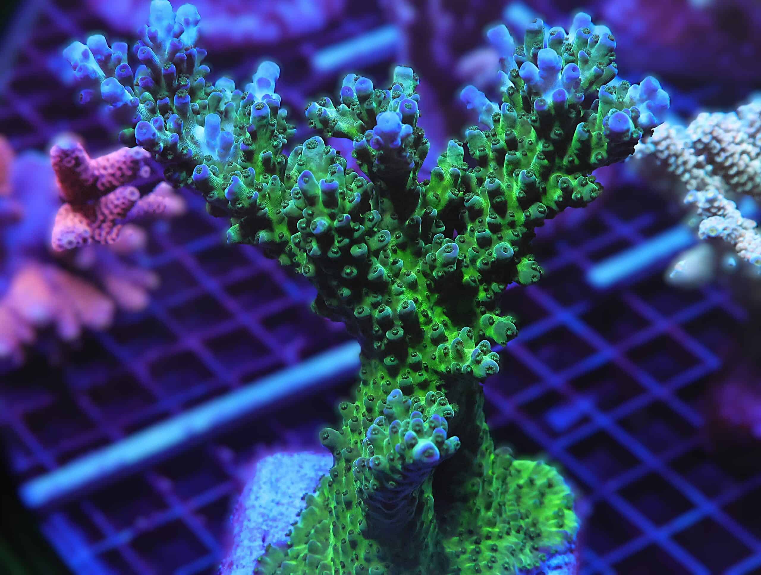 E27 - SDC MIYAGI TORT ACRO COLONY