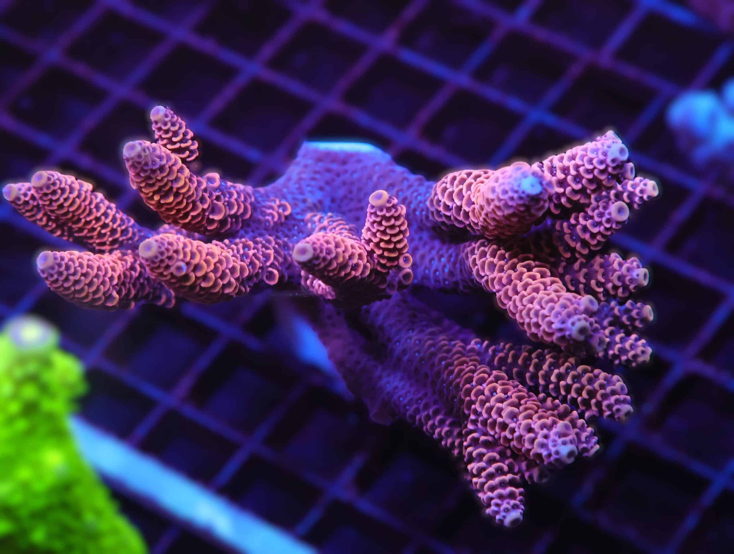 E28 - AUSSIE ACRO ULTRA MILLE