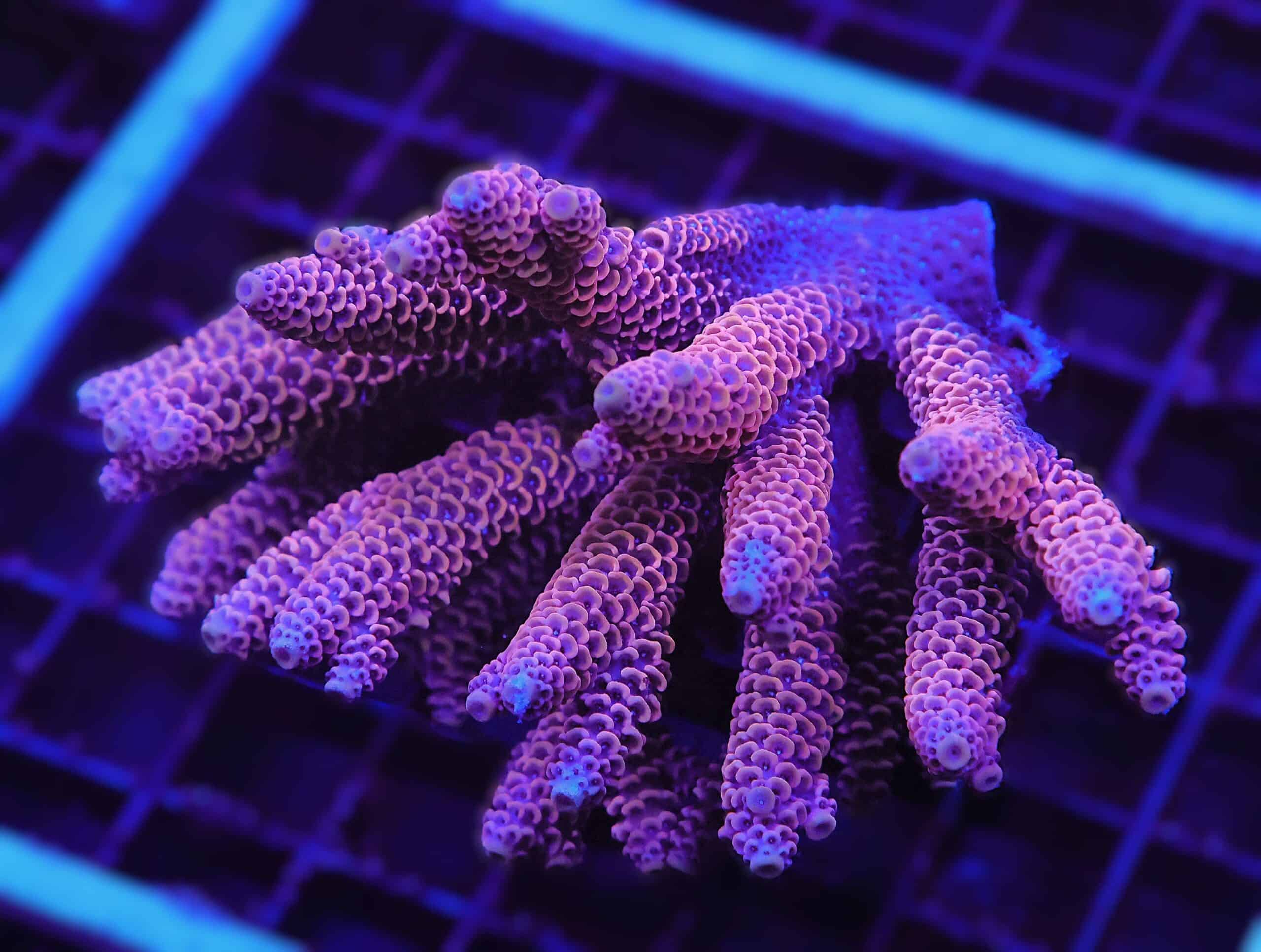 E34 - AUSSIE ACRO ULTRA MILLE