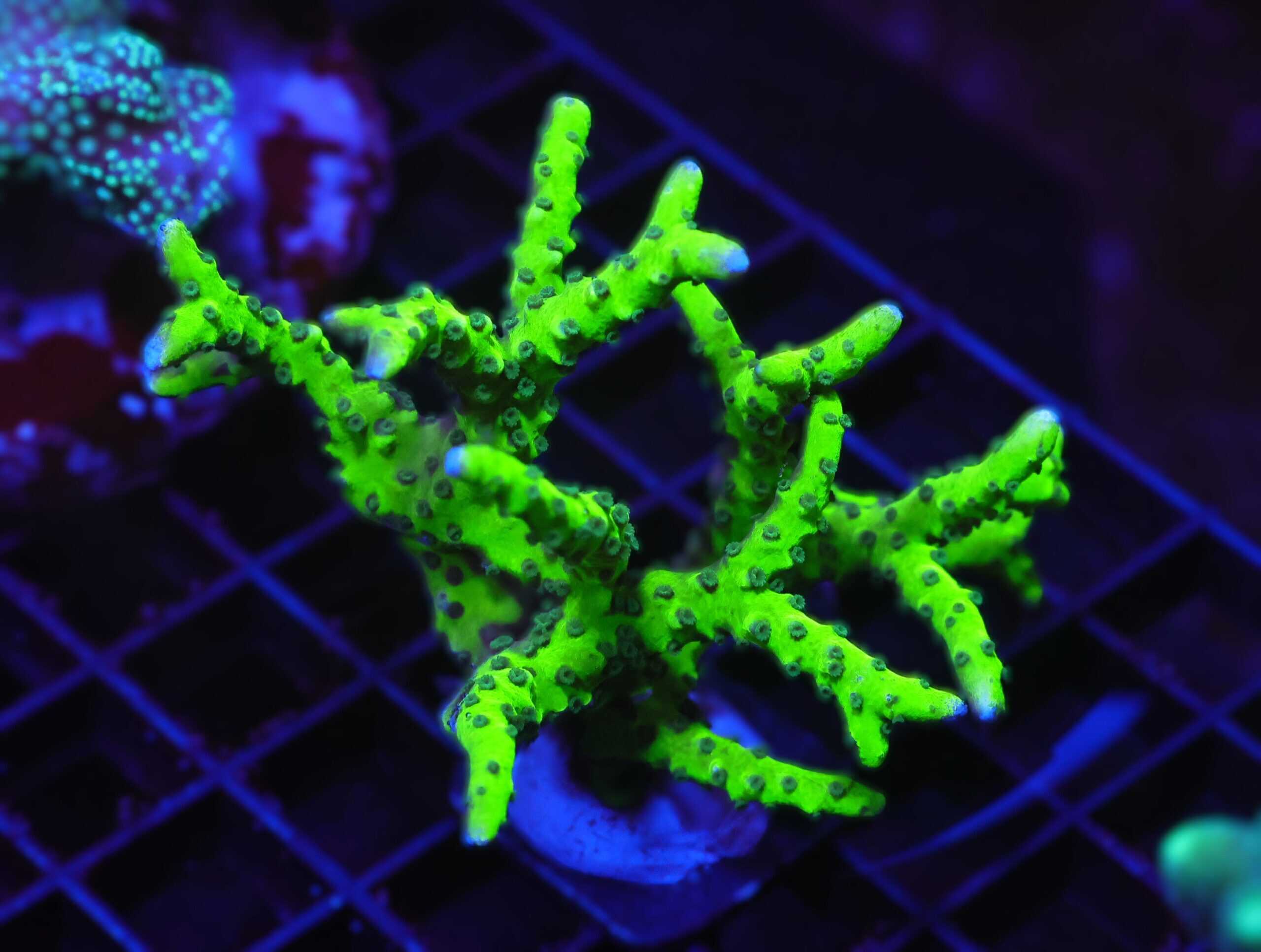 E36 - SDC GREEN GOBLIN ANACROPORA CULTURED