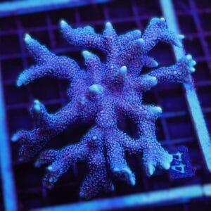 E44 - SDC GERMAN BLUE MONTIPORA DIGI COLONY