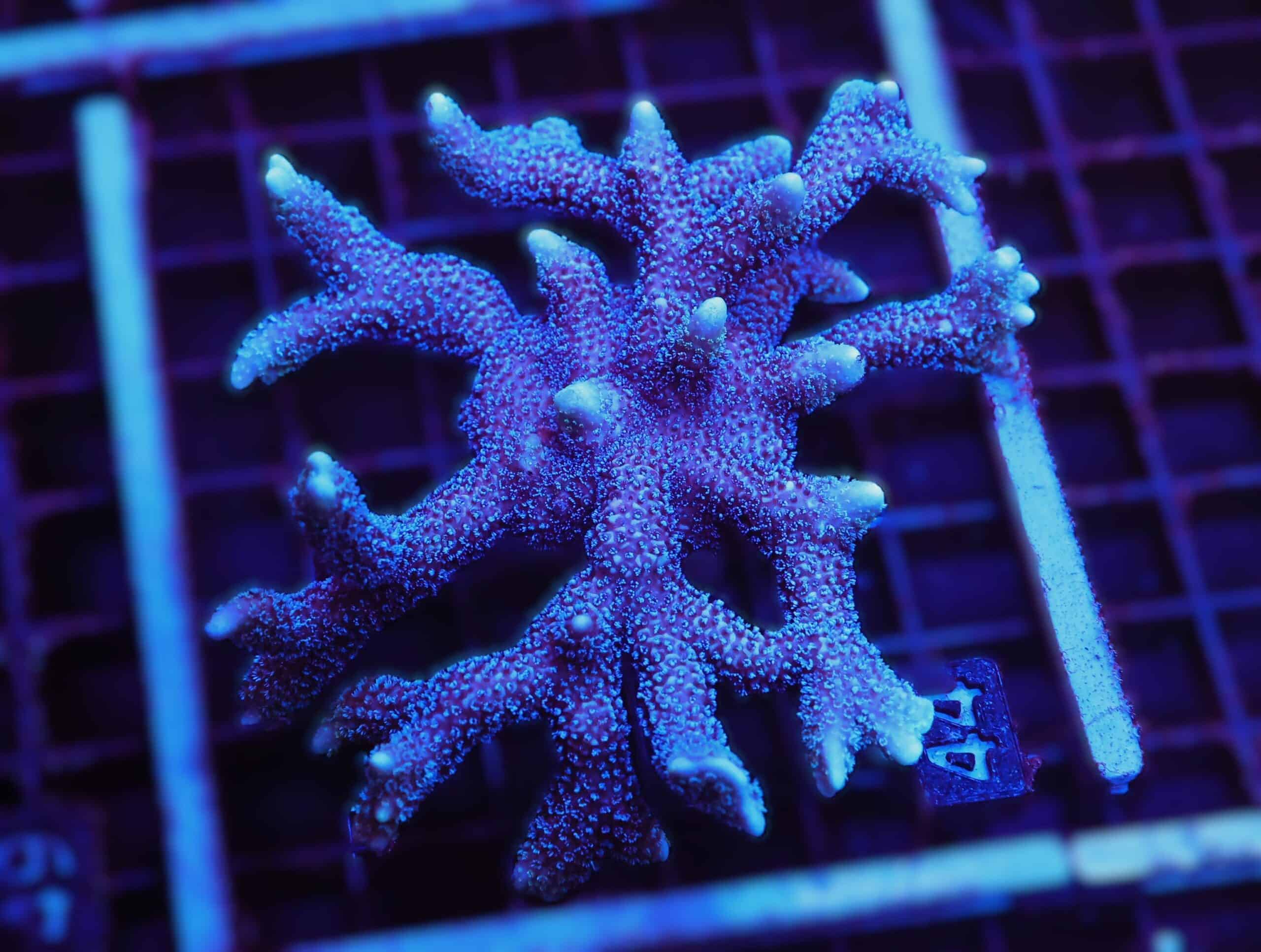 E44 - SDC GERMAN BLUE MONTIPORA DIGI COLONY