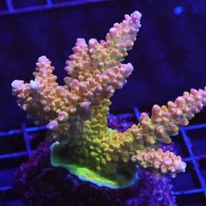 E45 - INDO ACRO PREMIUM CULTURED LG