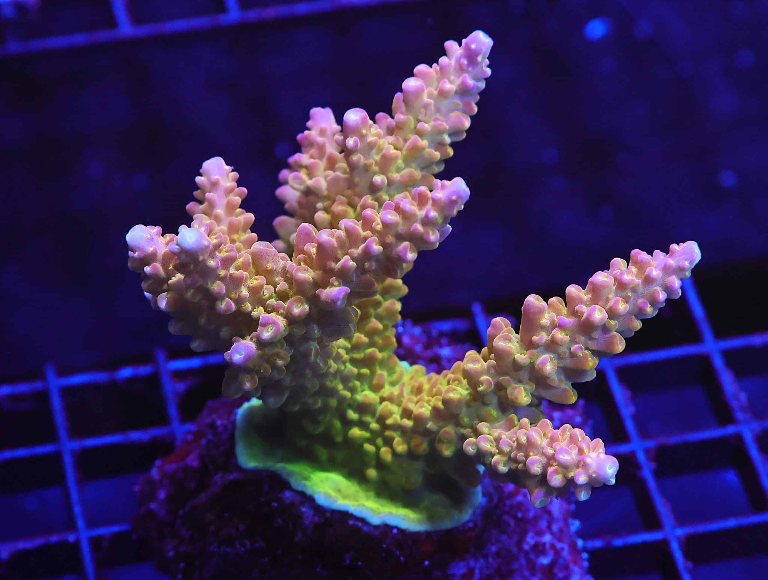 E45 - INDO ACRO PREMIUM CULTURED LG