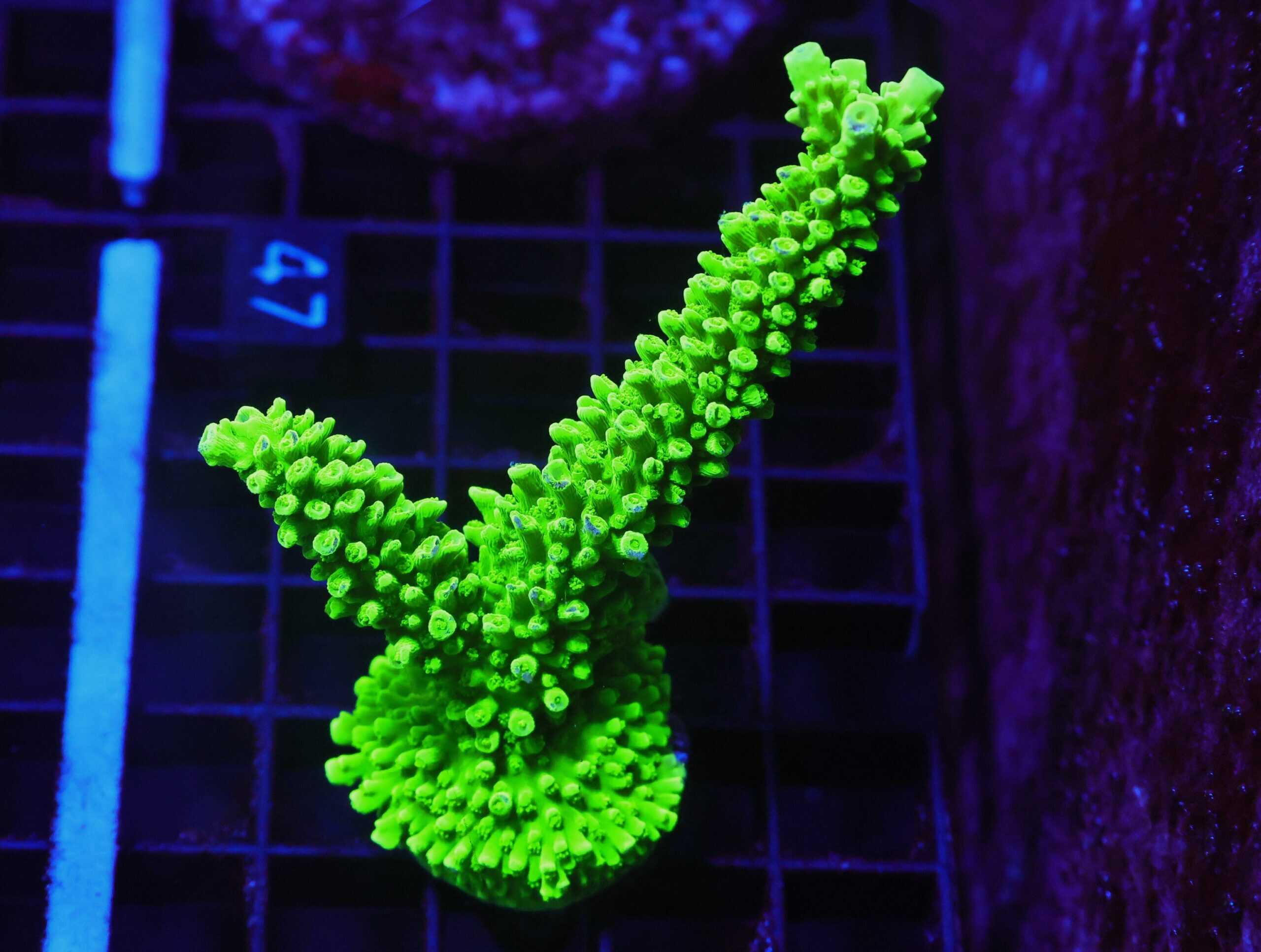 E47 - SDC BALI GREEN SLIMER ACRO COLONY