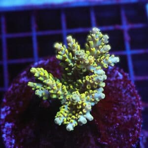 E53 - INDO ACRO YELLOW PREMIUM CULTURED M