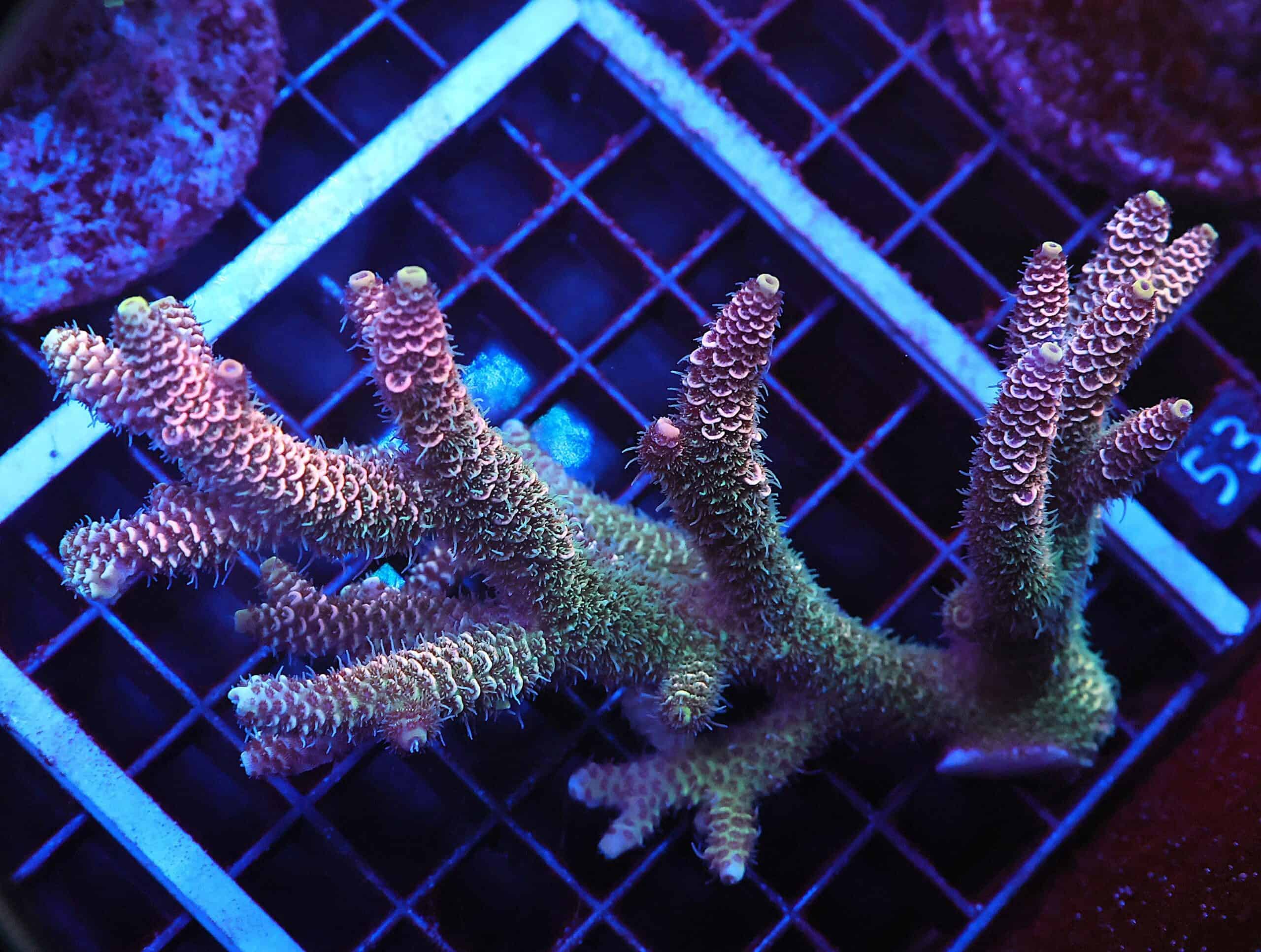 E52 - AUSSIE ACRO PINK TIP MILLE XL