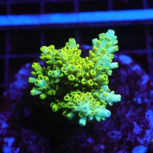 E55 - INDO ACRO YELLOW PREMIUM CULTURED M