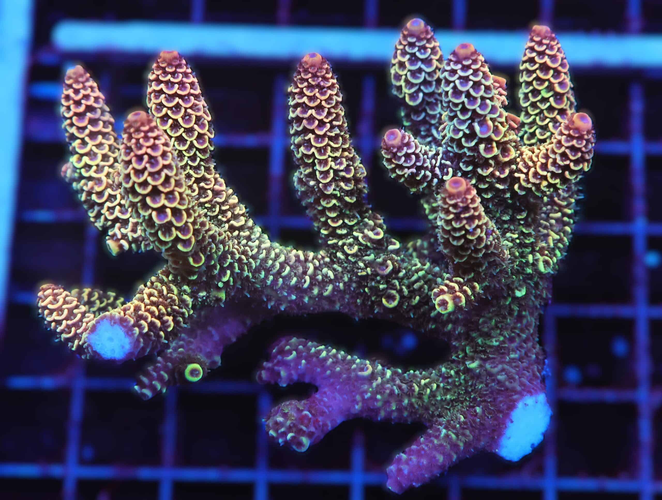 E58 - AUSSIE ACRO DRAGONSCALE MILLE LG