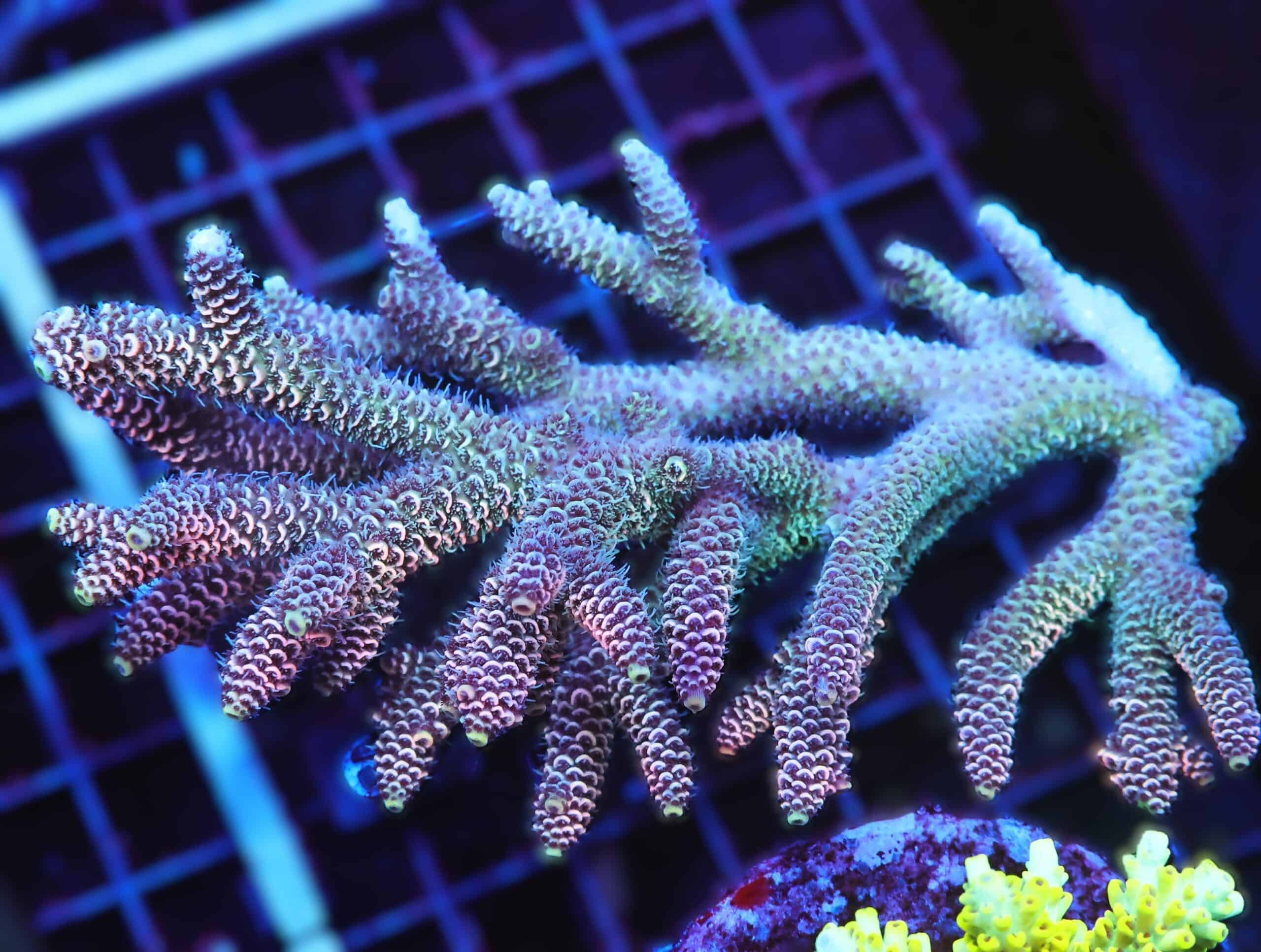 E60 - AUSSIE ACRO PINK TIP MILLE XL