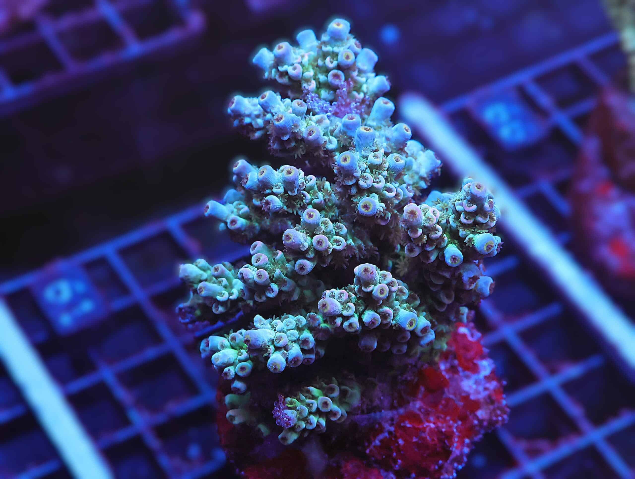 E61 - INDO ACRO PREMIUM TENUIS CULTURED LG