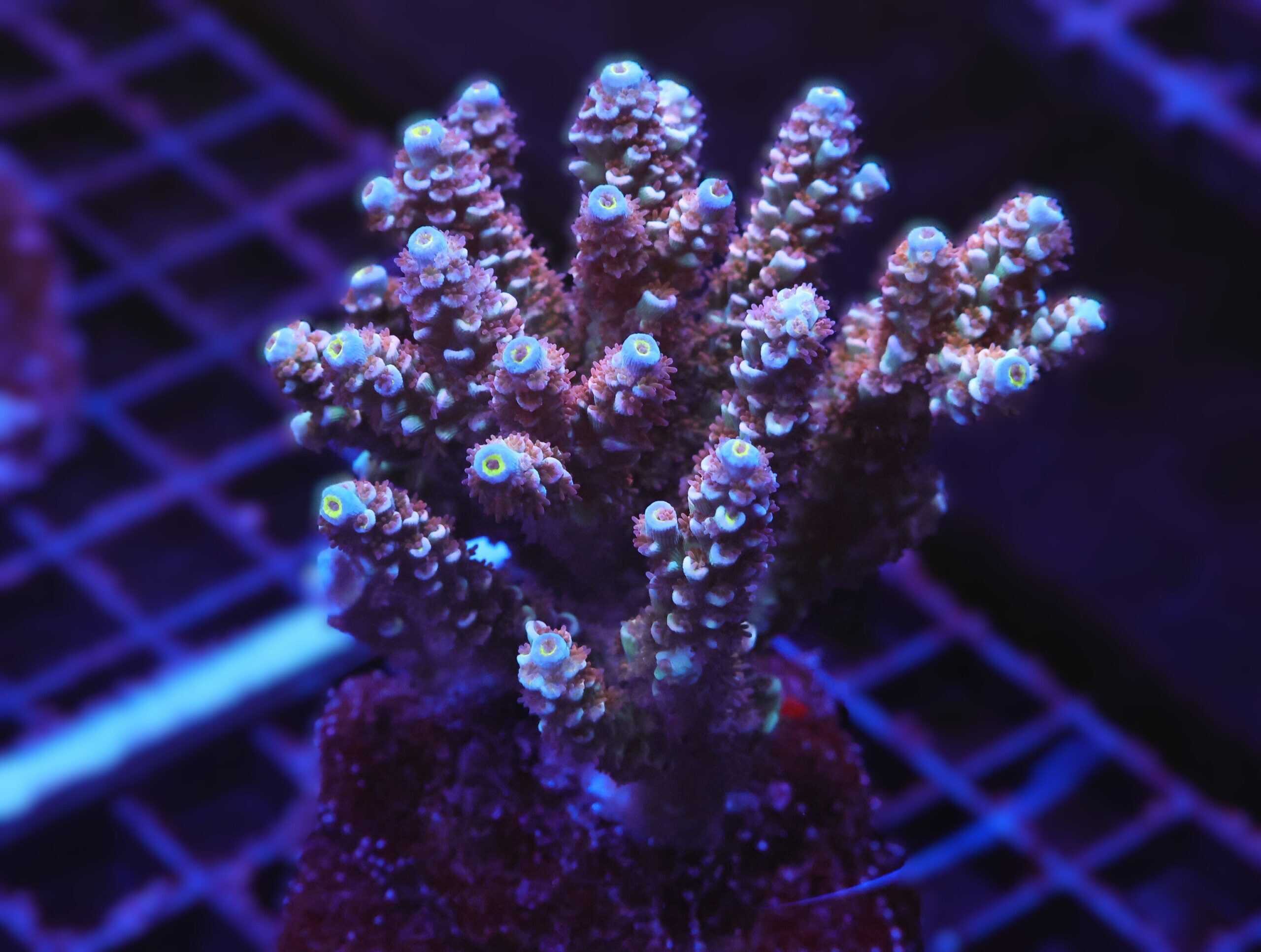 E65 - INDO ACRO PREMIUM TENUIS CULTURED LG