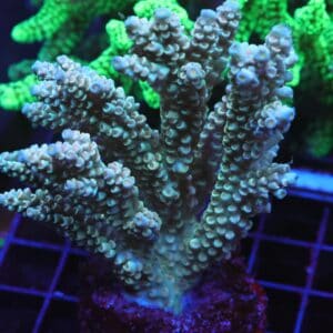 E66 - INDO ACRO PREMIUM TENUIS CULTURED XL