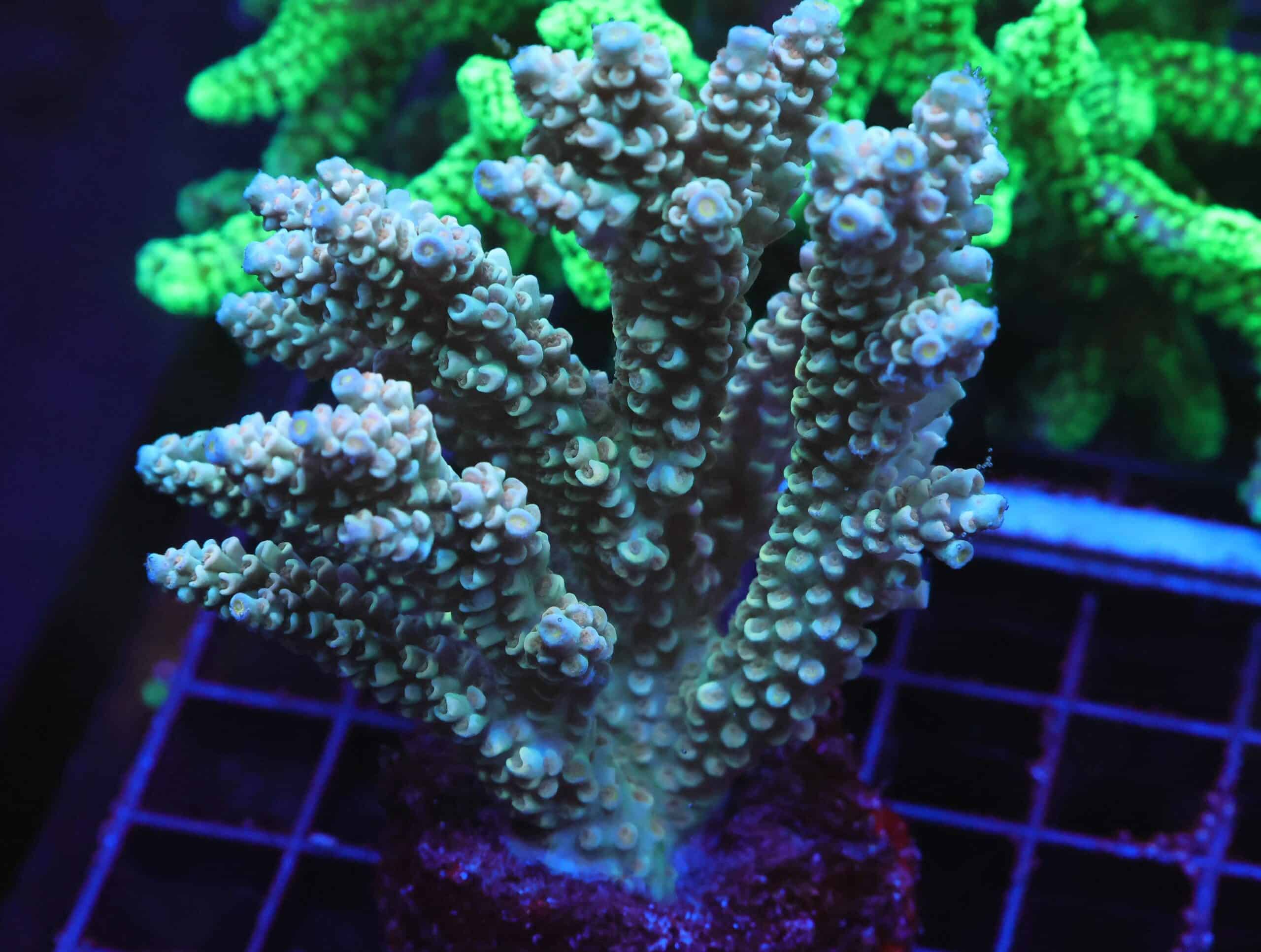 E66 - INDO ACRO PREMIUM TENUIS CULTURED XL