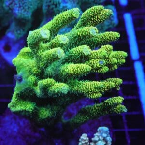 E68 - INDO ACRO PREMIUM MILLE CULTURED XL