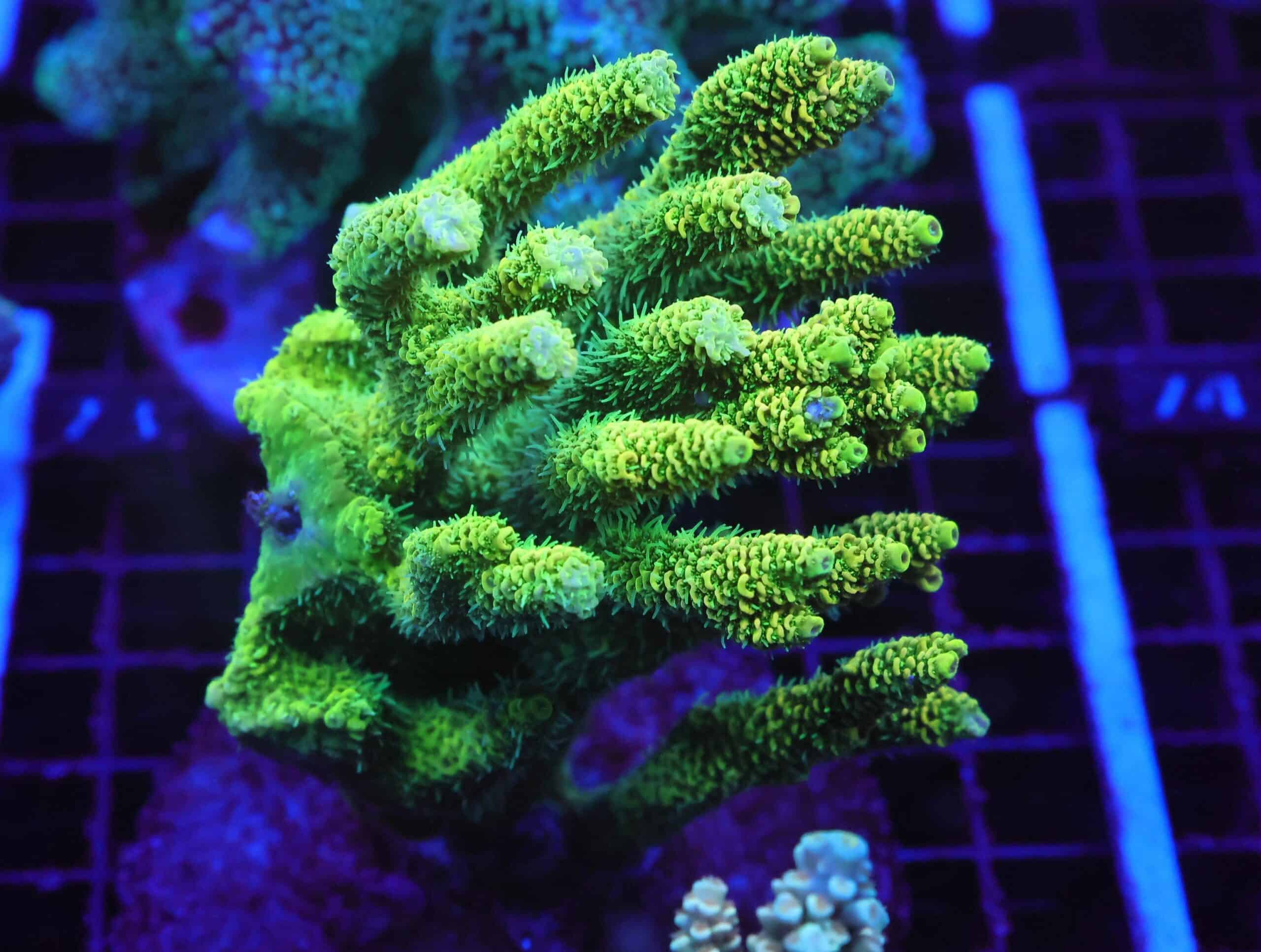 E68 - INDO ACRO PREMIUM MILLE CULTURED XL