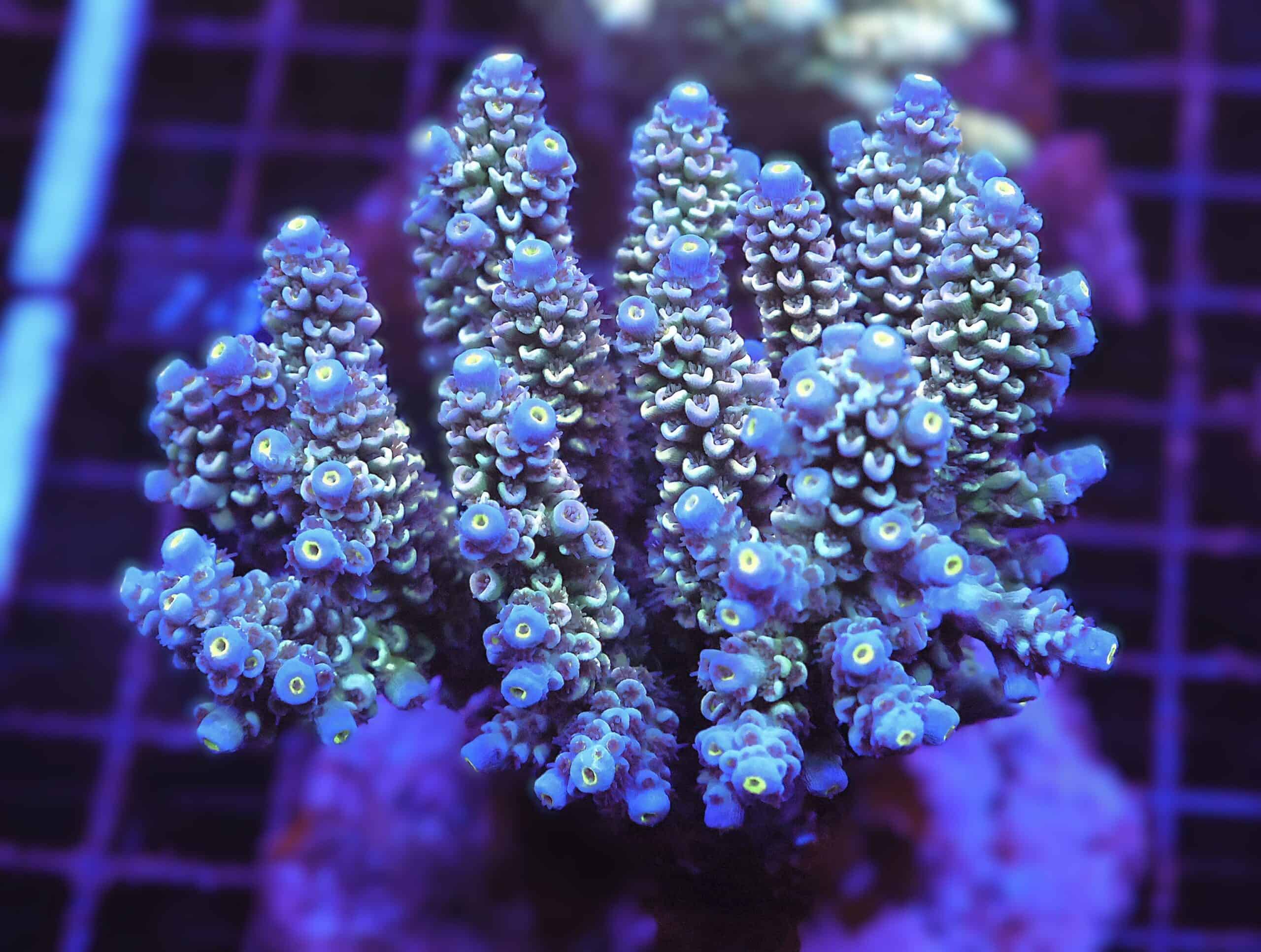 E69 - INDO ACRO PREMIUM TENUIS CULTURED XL