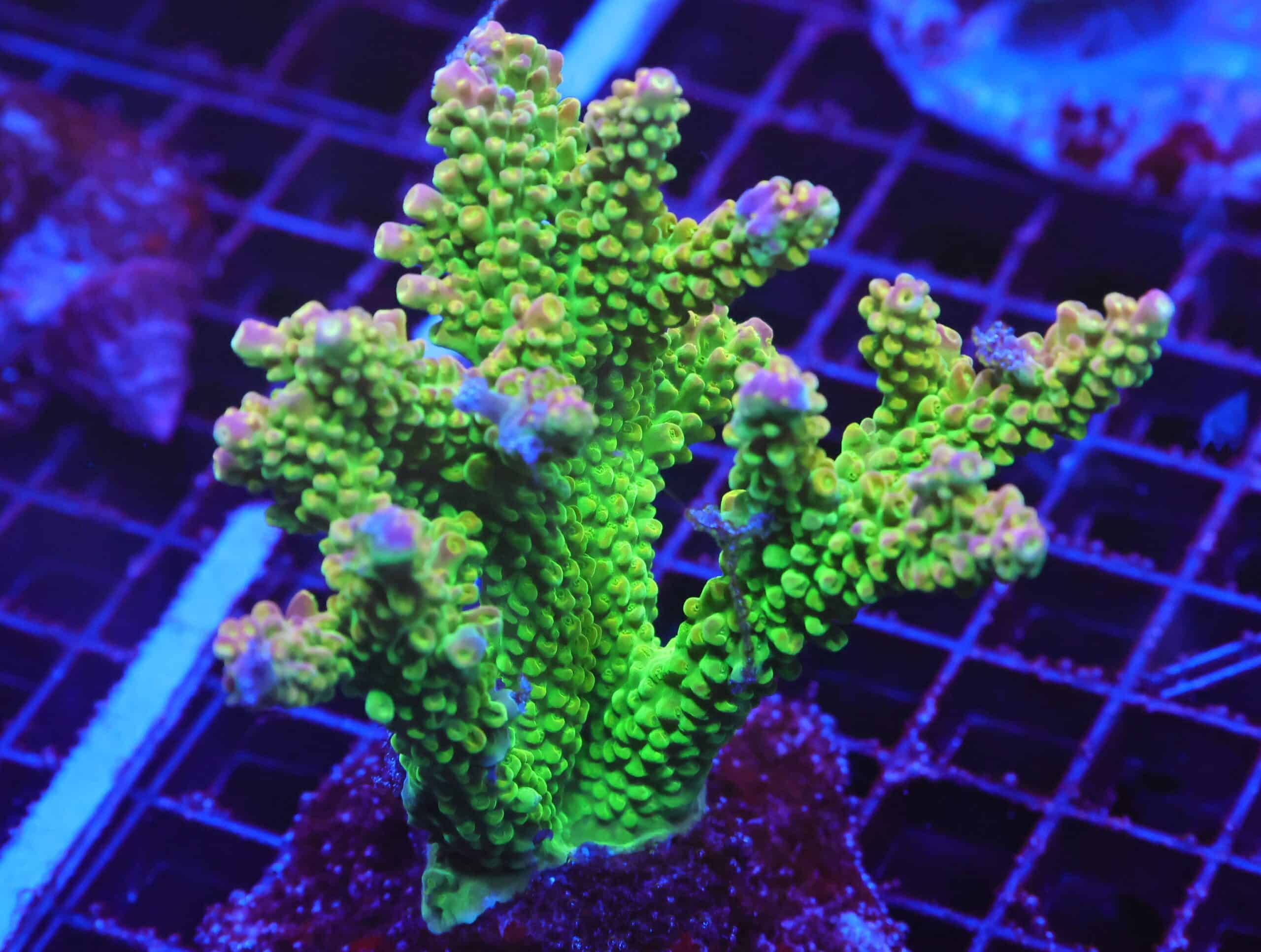 E70 - INDO ACRO PREMIUM CULTURED LG