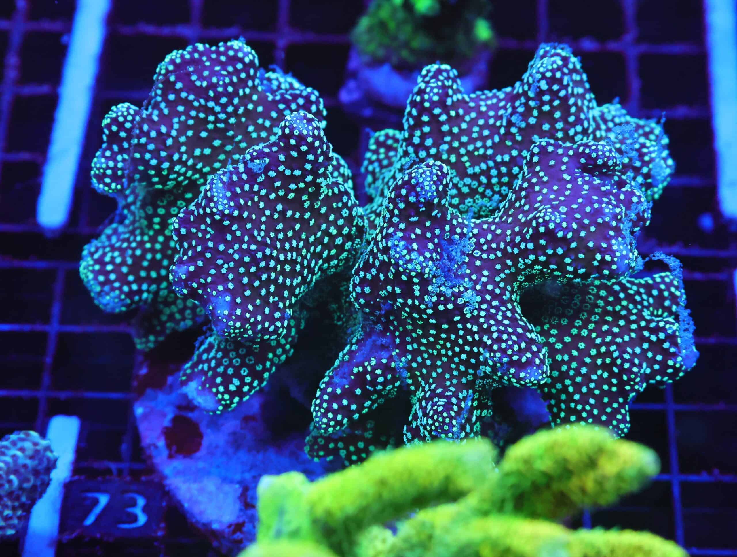 E73 - INDO MIDNIGHT FOREST STYLOPHORA CULTURED