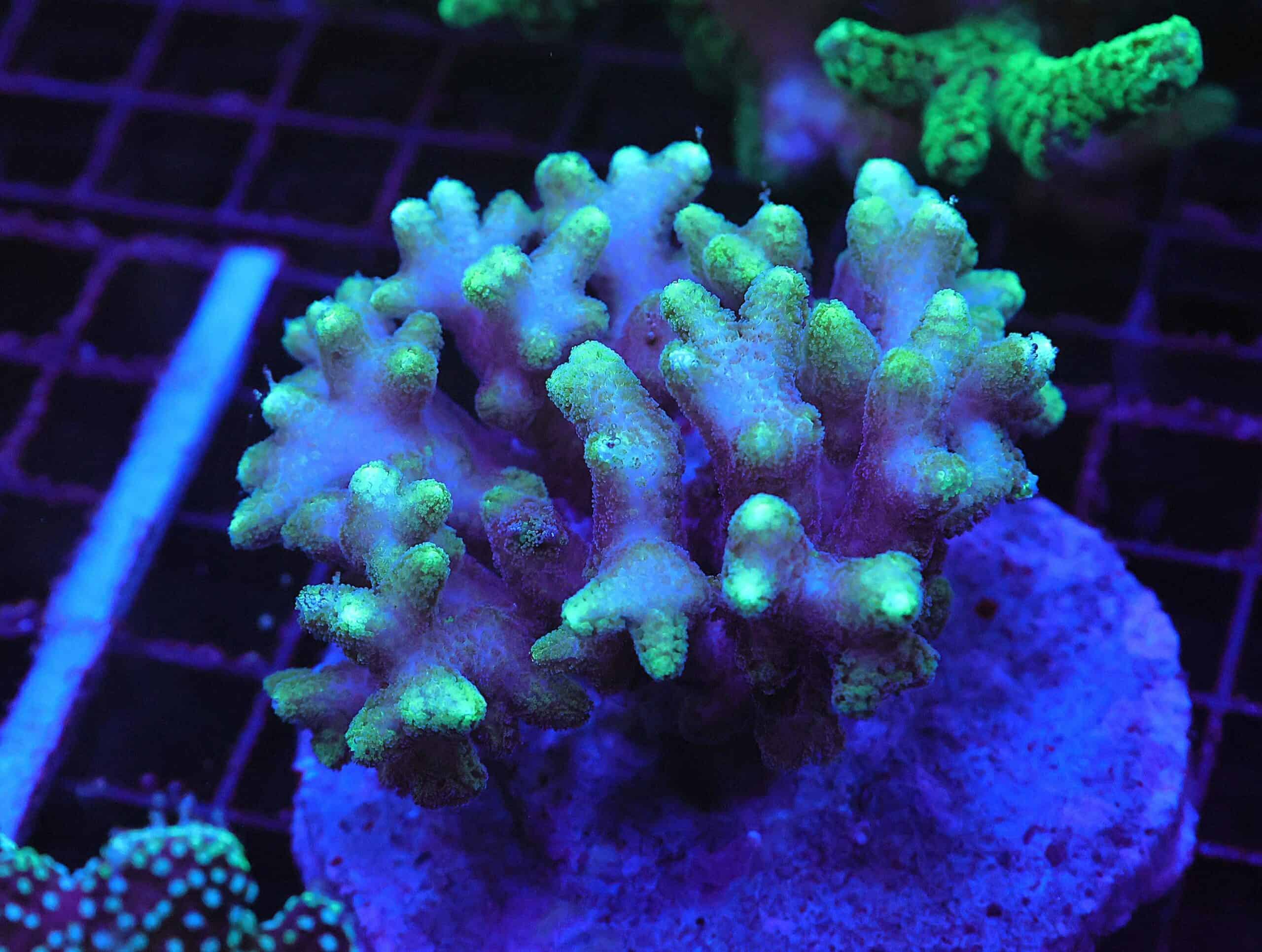 E76 - INDO SERIATOPORA TOXIC TIP CULTURED ML