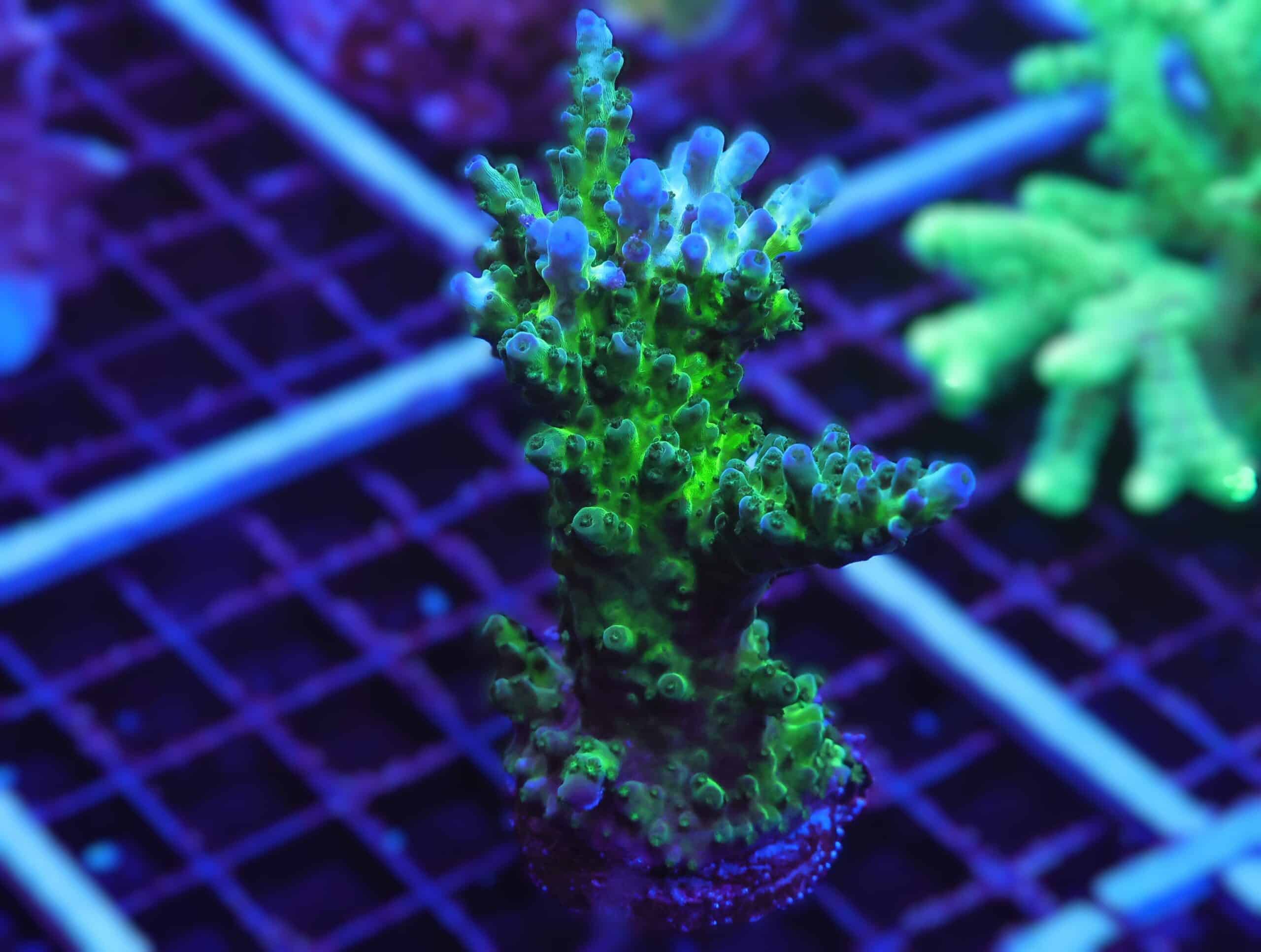 E87 - SDC MIYAGI TORT ACRO COLONY