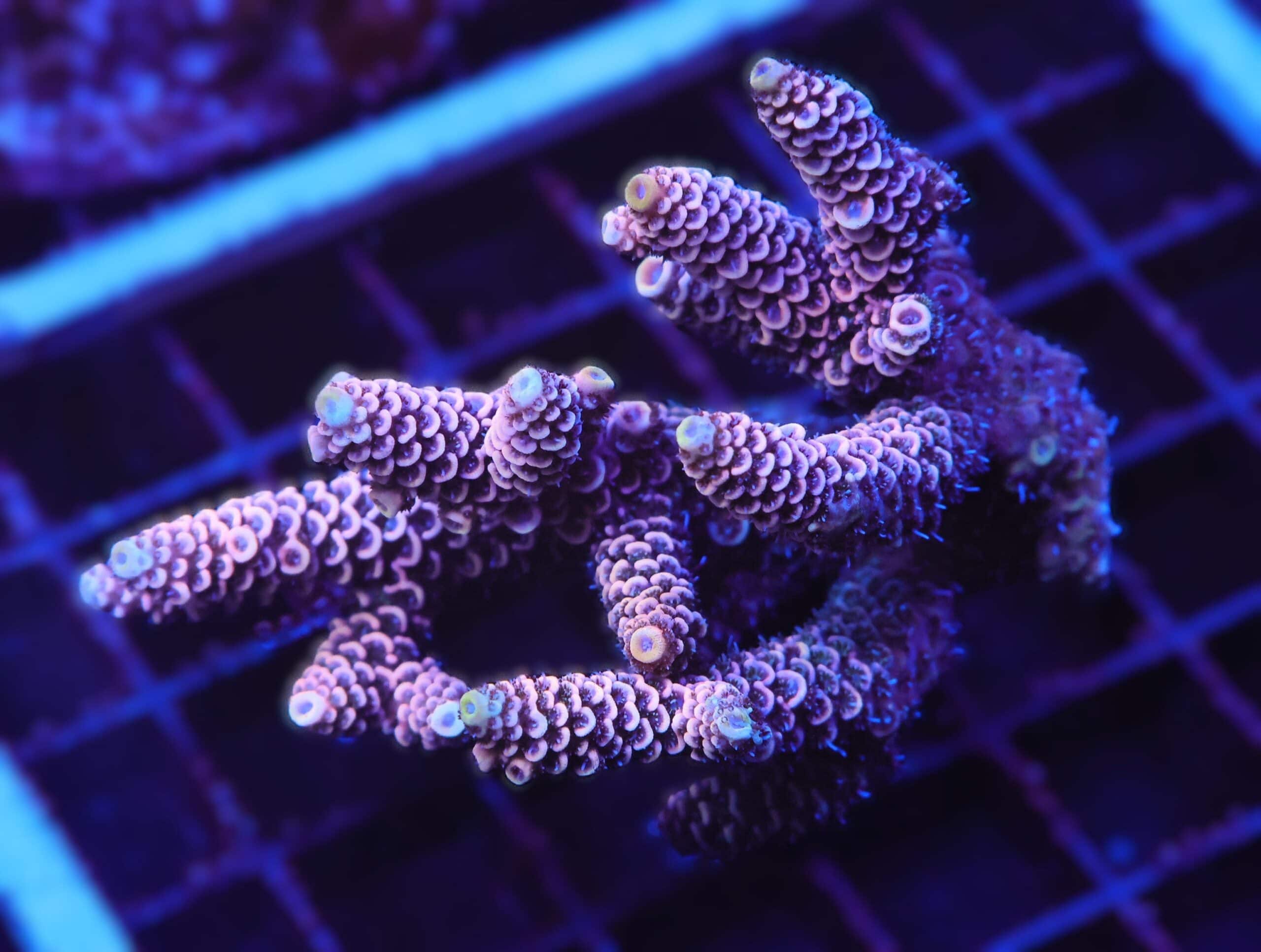 E88 - AUSSIE ACRO PINK MILLE