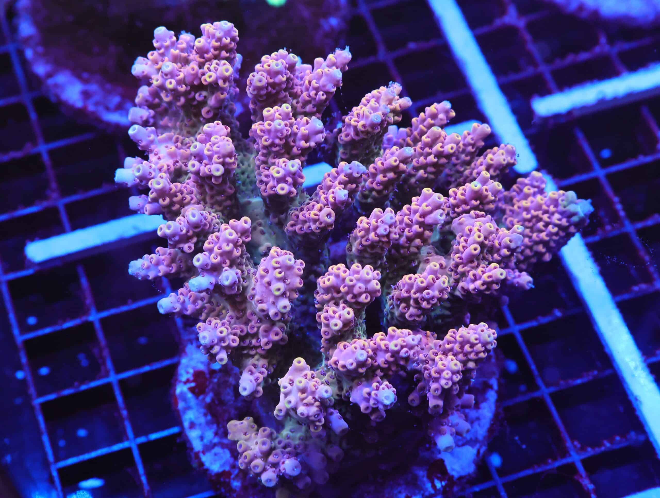 E90 - INDO ACRO PREMIUM CULTURED XL