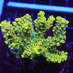 E92 - INDO ACRO YELLOW PREMIUM CULTURED ML