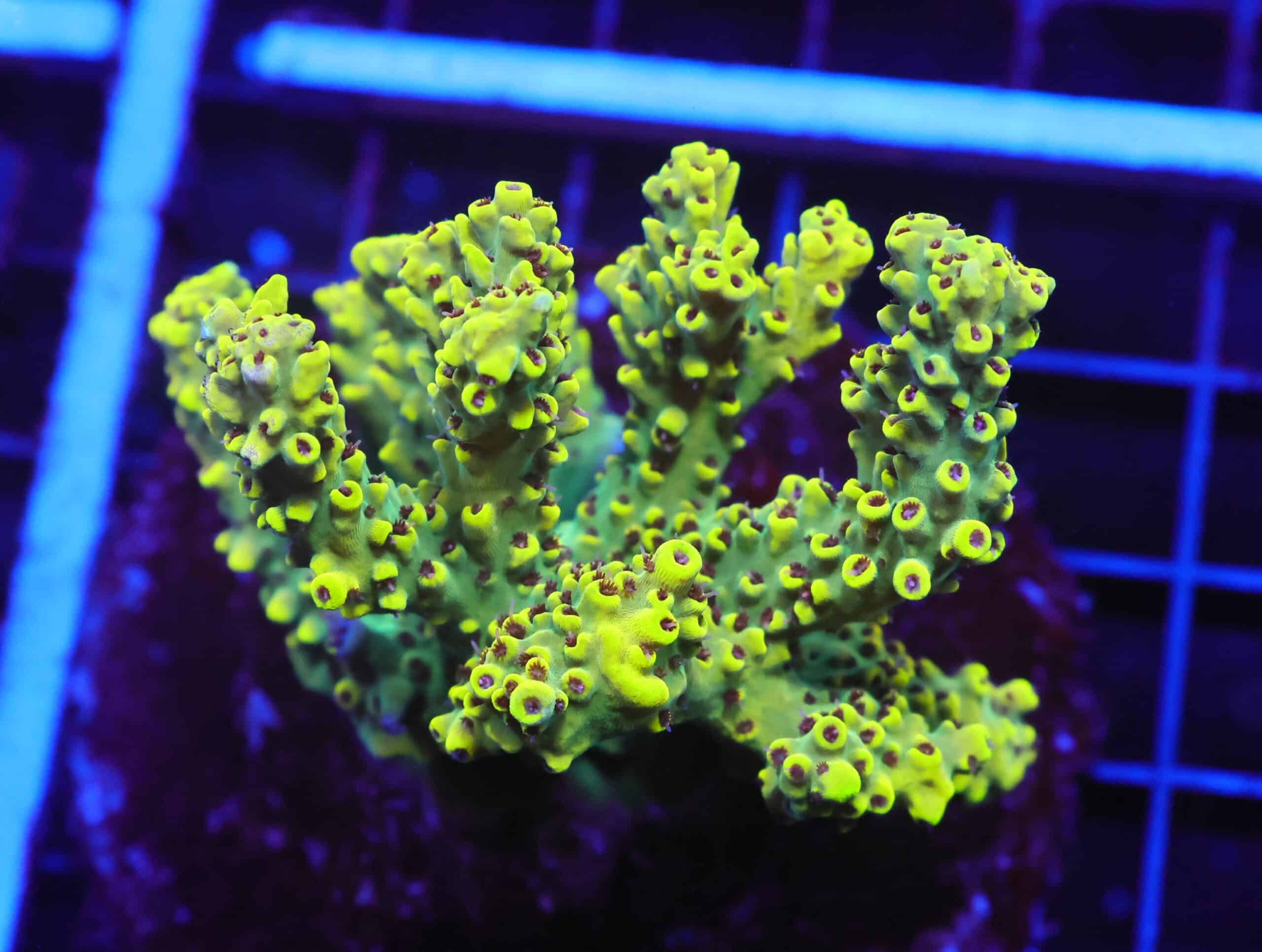 E92 - INDO ACRO YELLOW PREMIUM CULTURED ML