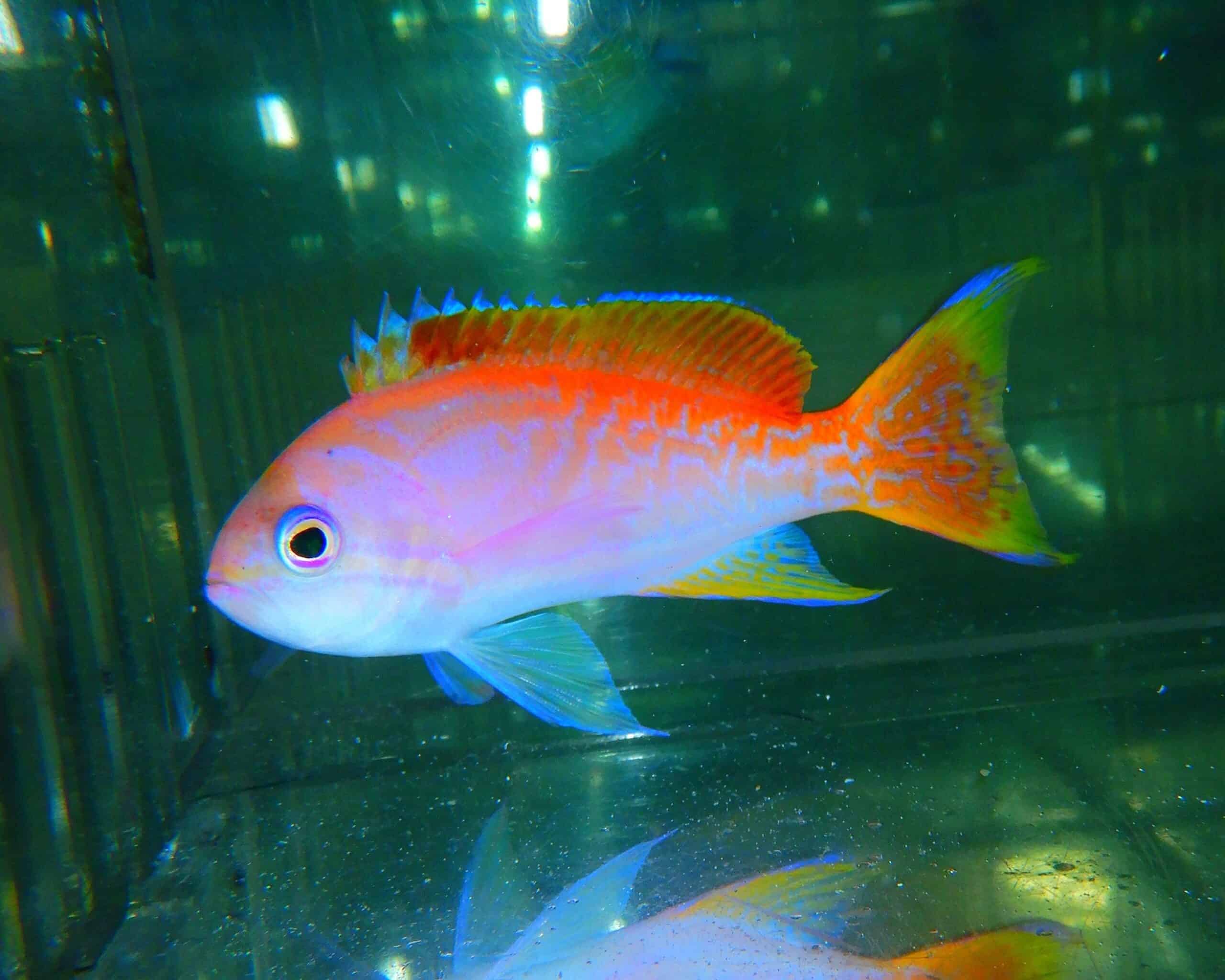 F20 - BIMACULATUS ANTHIAS MALE XL
