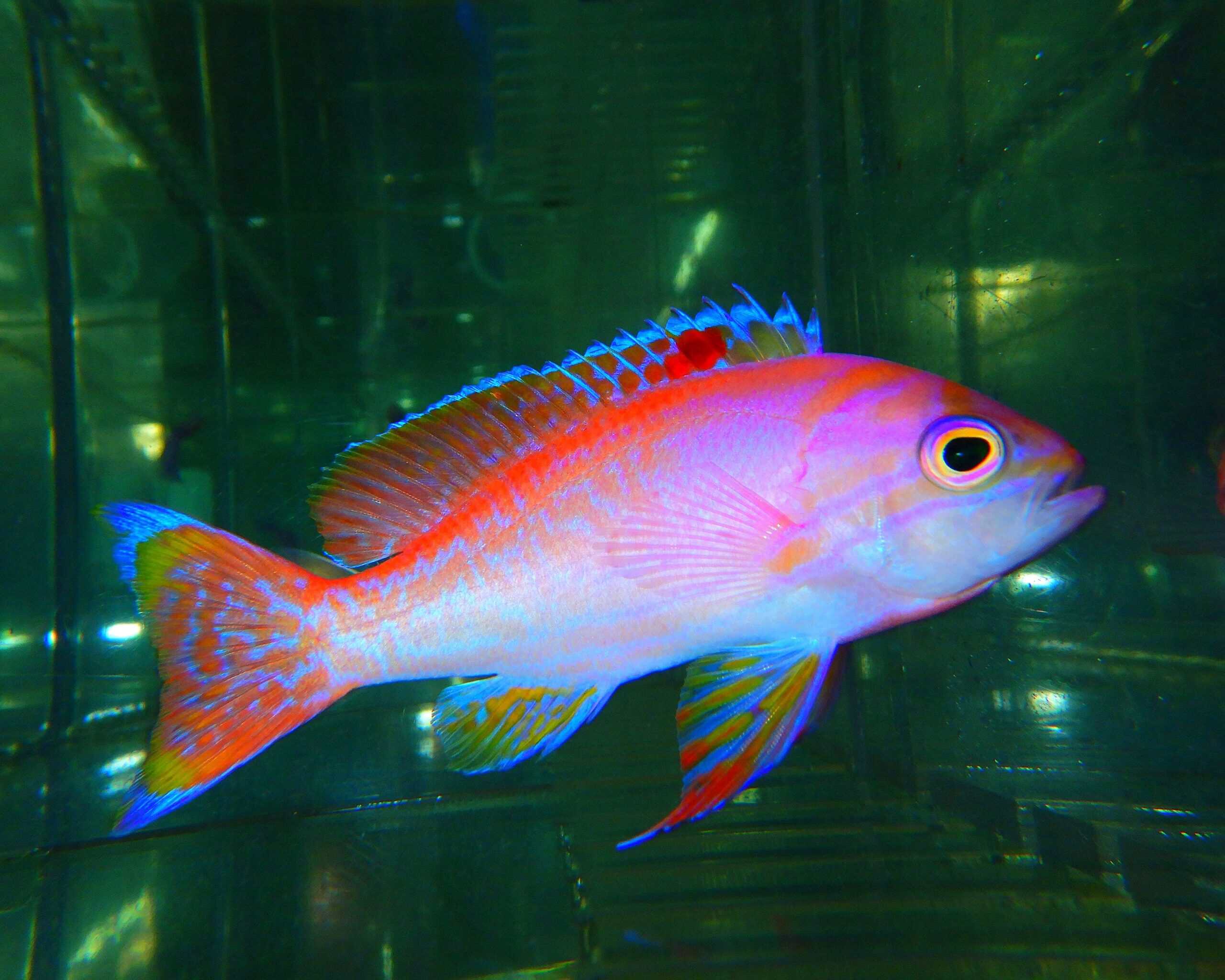 F21 - BIMACULATUS ANTHIAS MALE XL
