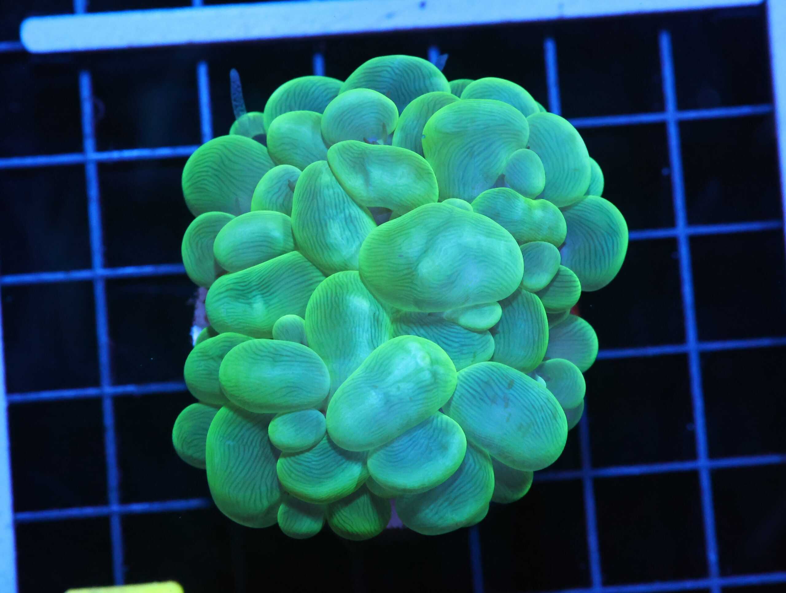 H03 - INDO RADIOACTIVE BUBBLE CORAL
