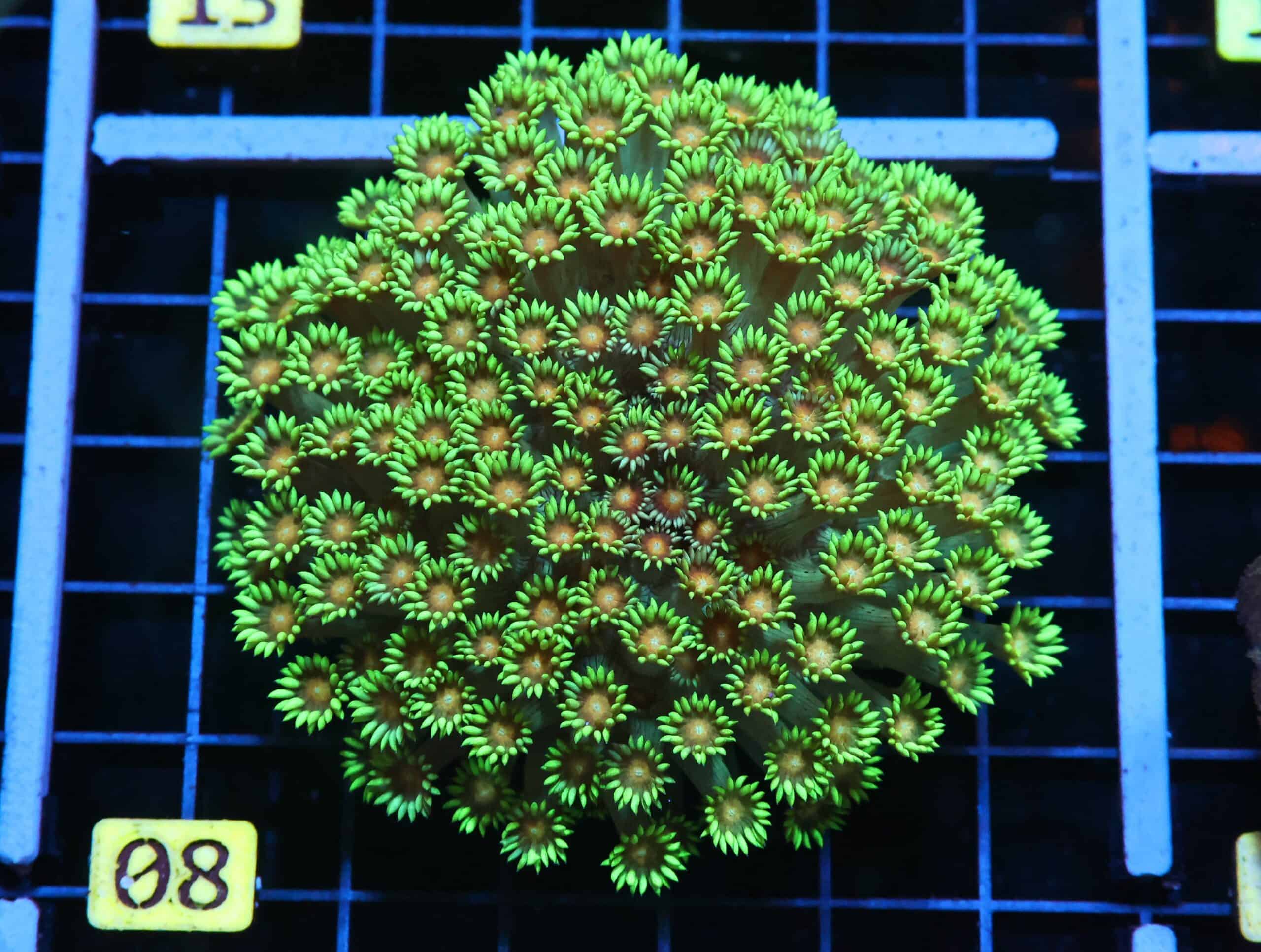 H08 - INDO YELLOW SNOWCONE GONIOPORA