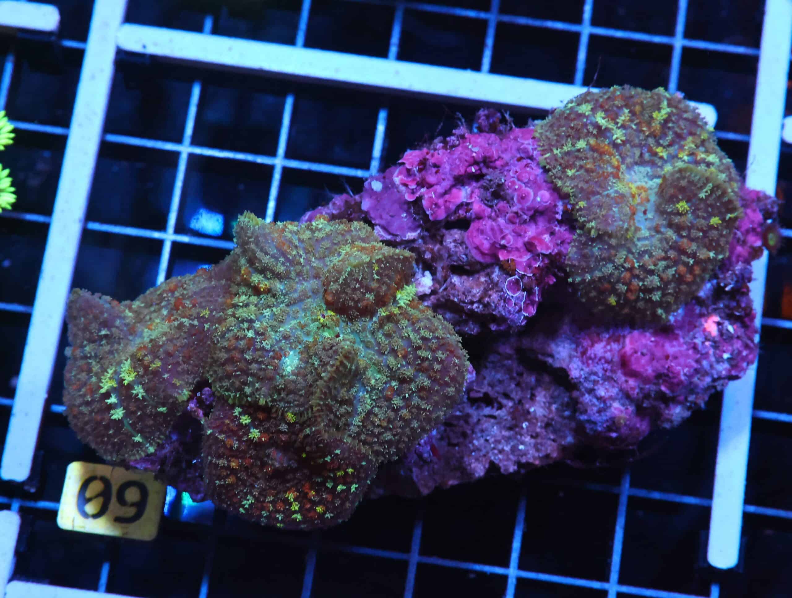 H09 - PATCHWORK RHODACTIS MUSHROOM