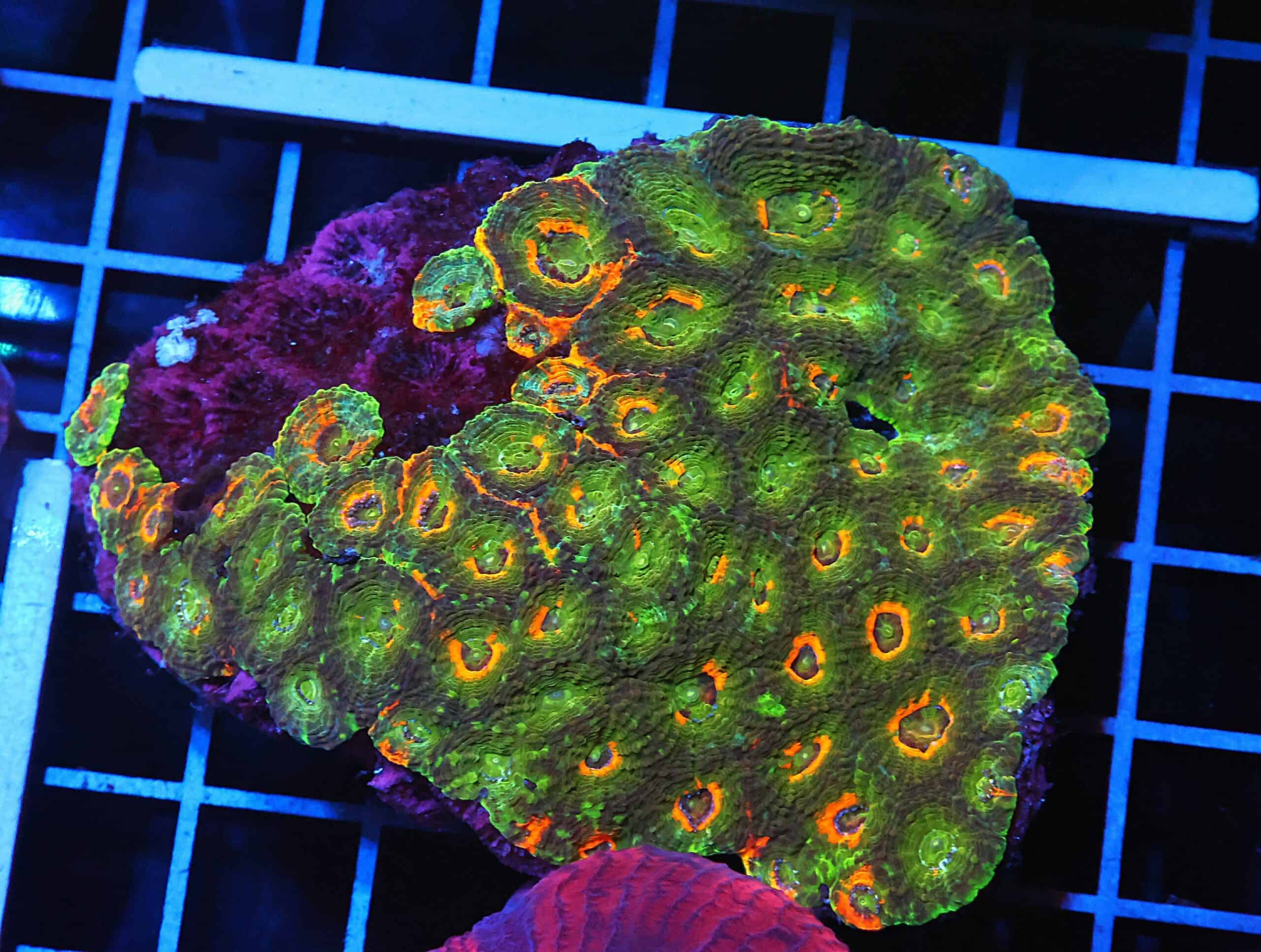 H100 - INDO ORANGE CRUSH ACAN ECHINATA