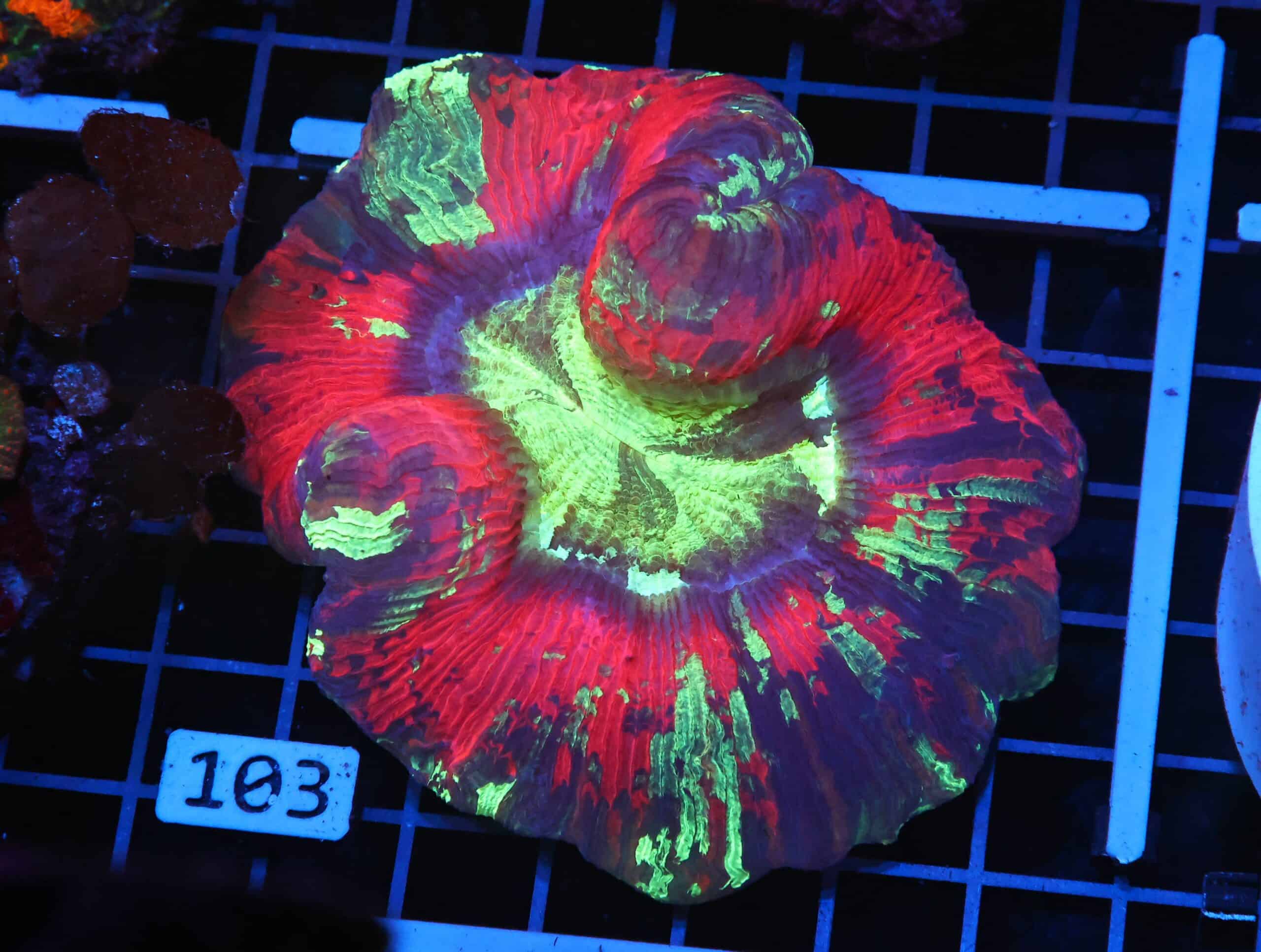 H103 - INDO NUCLEAR BLAST TRACHY