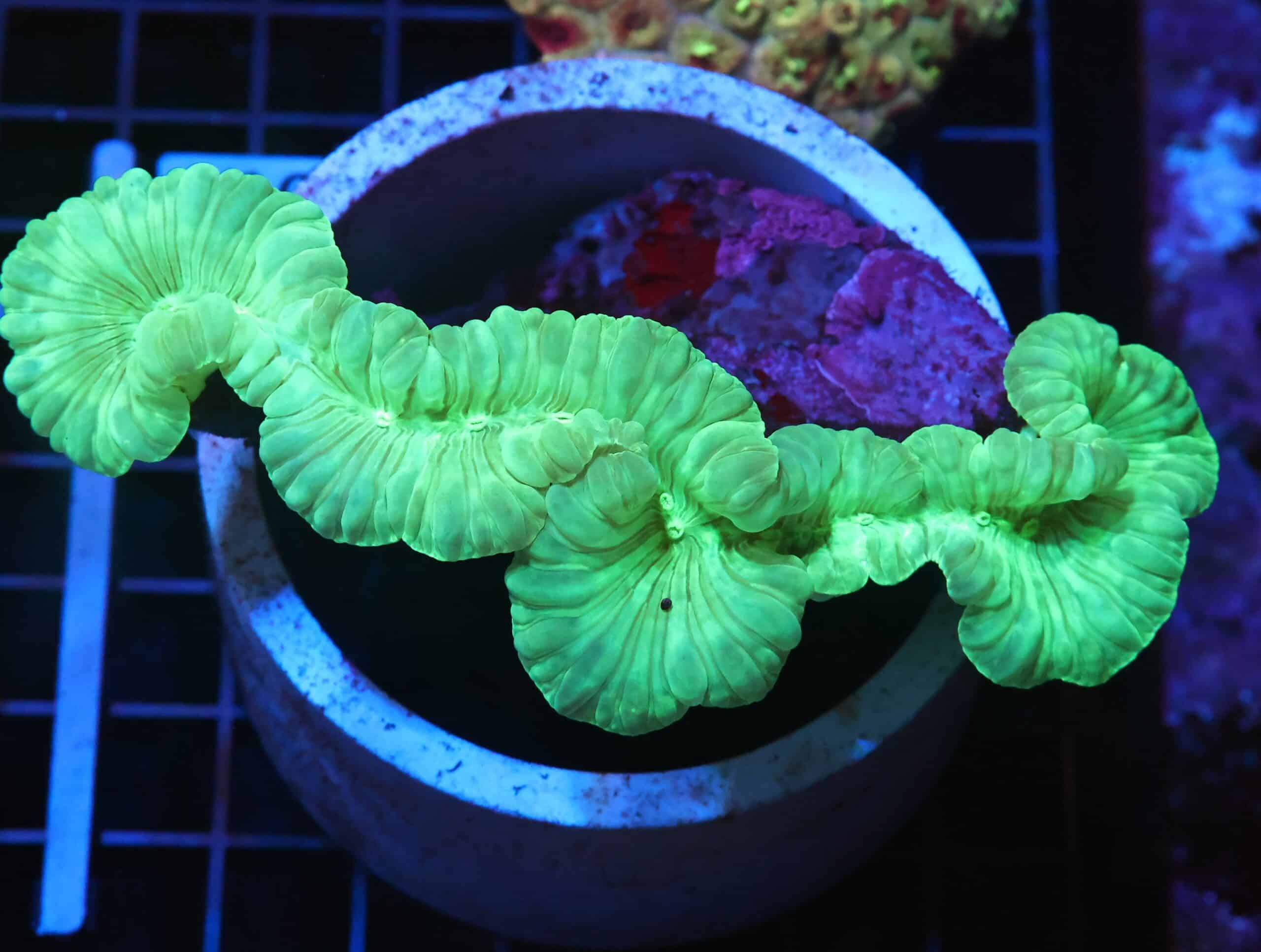 H105 - INDO METALLIC FOX CORAL