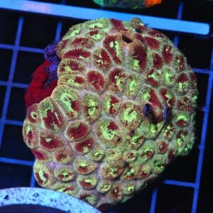 H110 - INDO MARBLED FAVIA