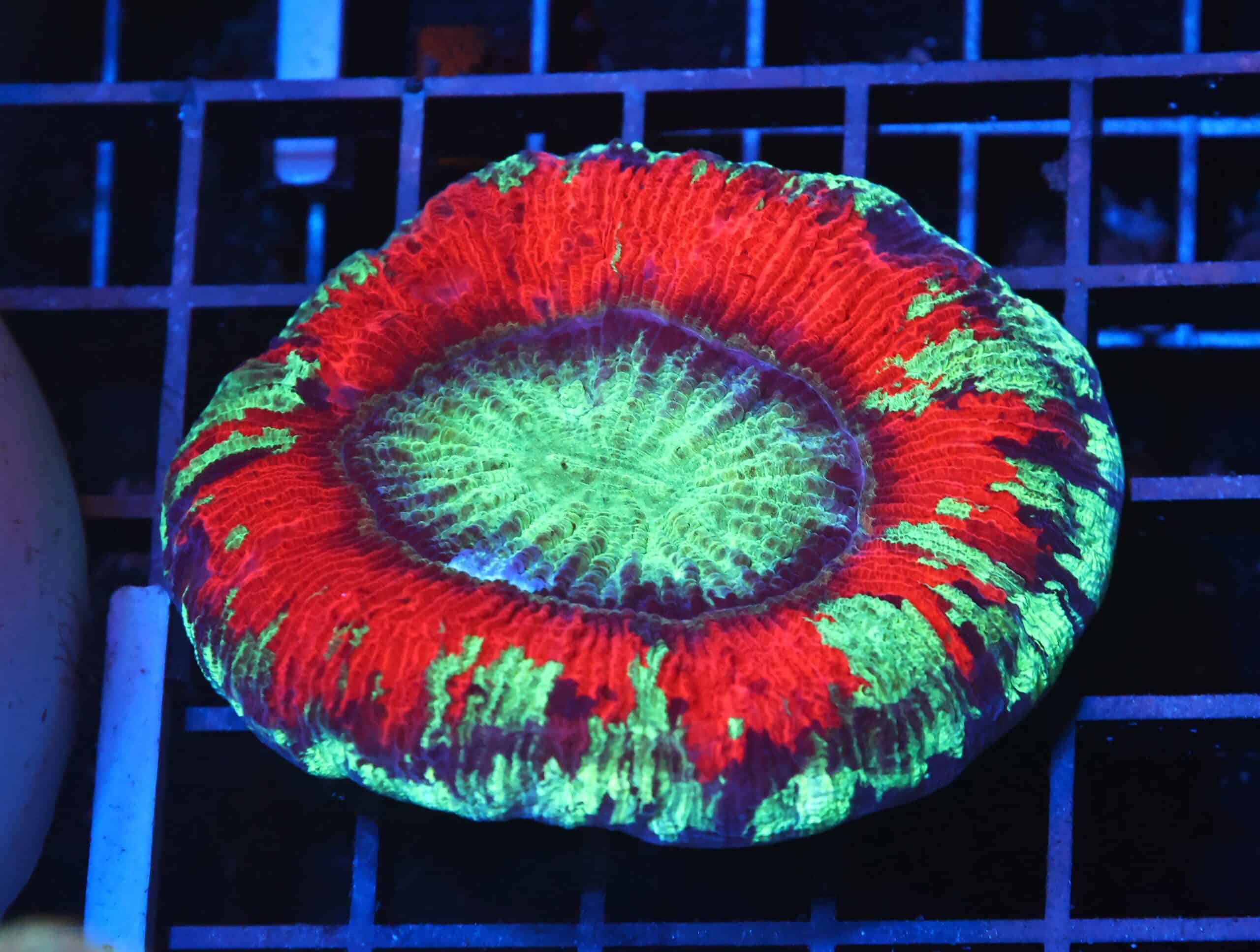 H114 - INDO NUCLEAR BLAST TRACHY