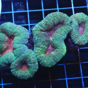 H118 - INDO PINK TEAL LOBO